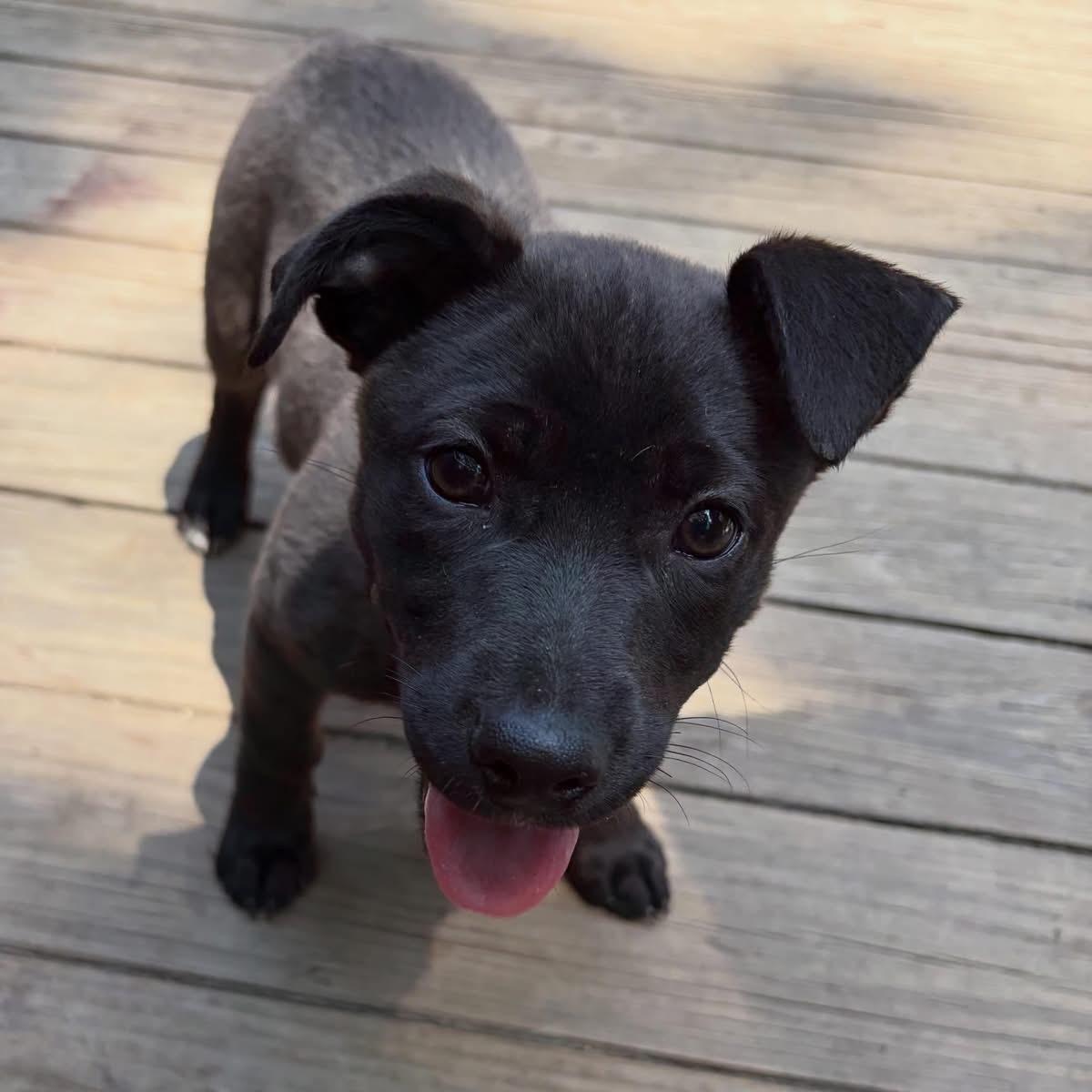 Bridget, a Adoptable mixed breed in Newfoundland, NJ image 2/6