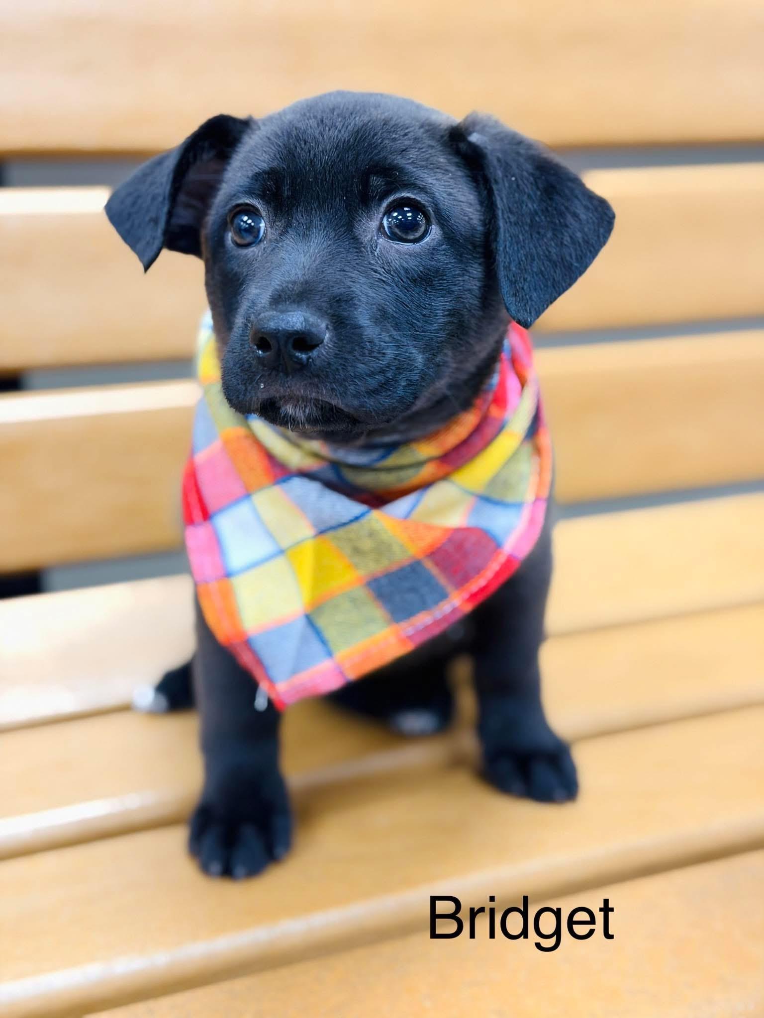 Bridget, Adoptable, Puppy Female Basset Hound & Mixed Breed.