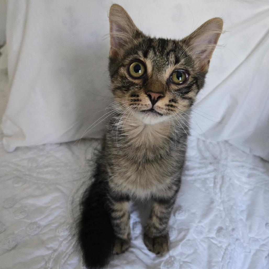 Butters, Adoptable, Kitten Male Domestic Medium Hair.