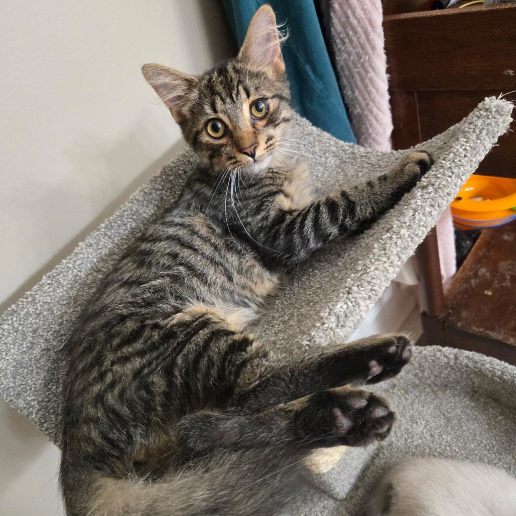 Enlarge Butters, a Adoptable Domestic Medium Hair in Richmond, VA image 2/6