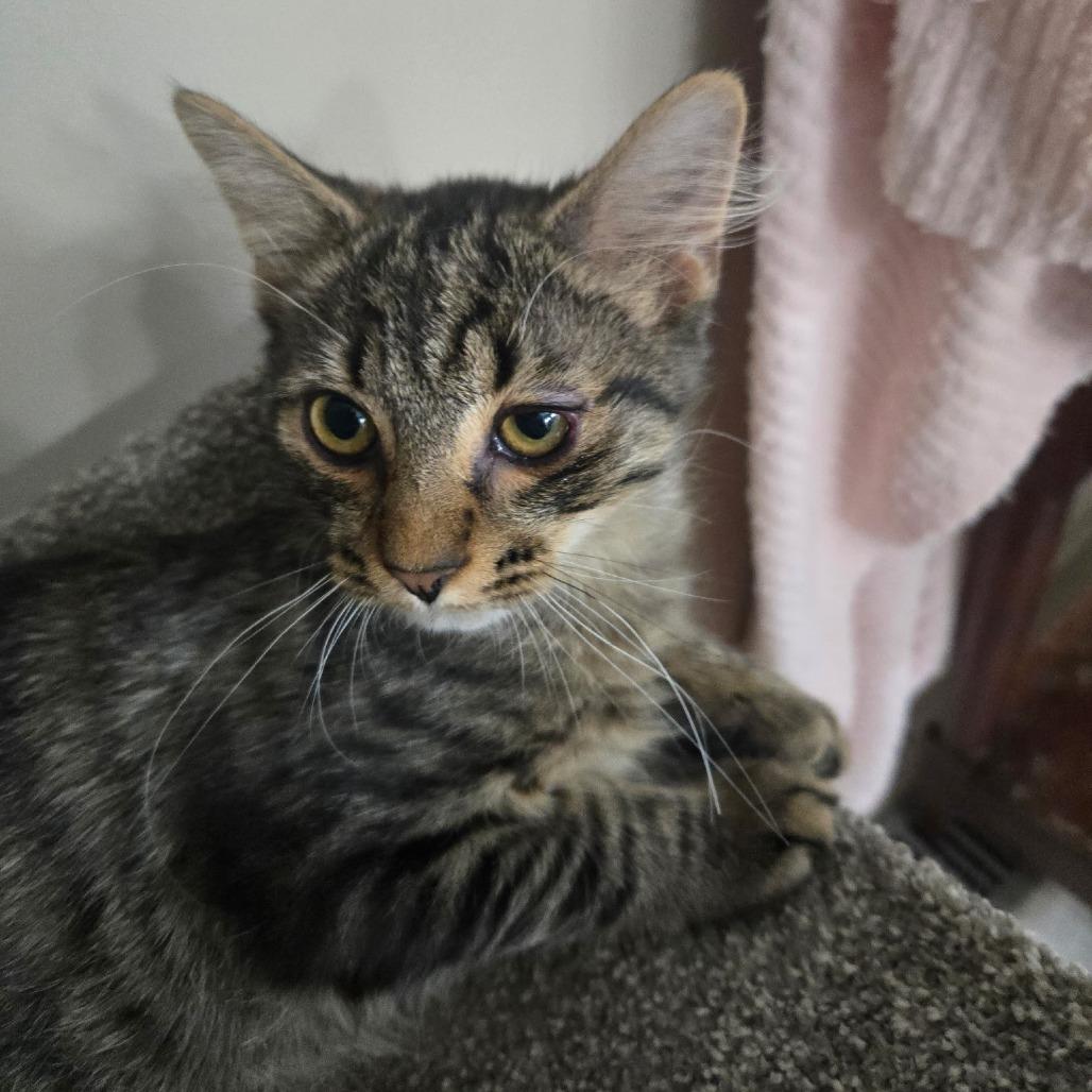 Butters, a Adoptable Domestic Medium Hair in Richmond, VA image 2/4