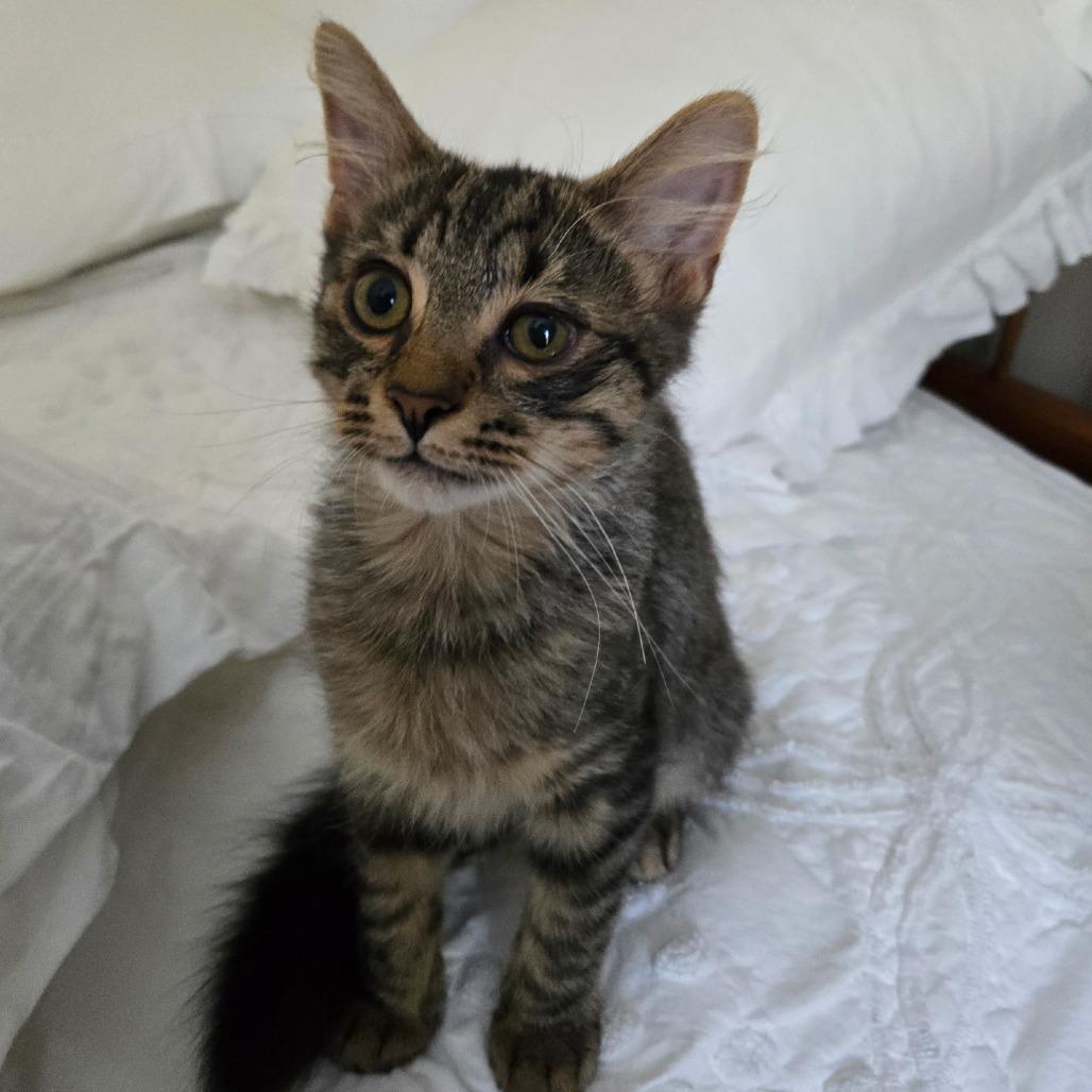 Butters, a Adoptable Domestic Medium Hair in Richmond, VA image 3/4