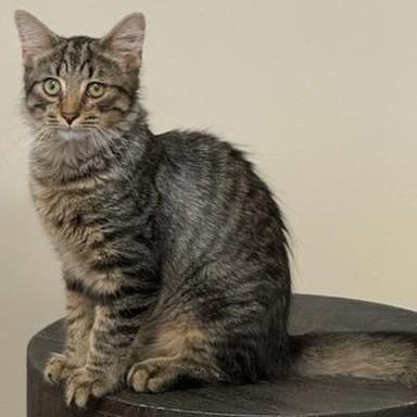 Enlarge Butters, a Adoptable Domestic Medium Hair in Richmond, VA image 5/6