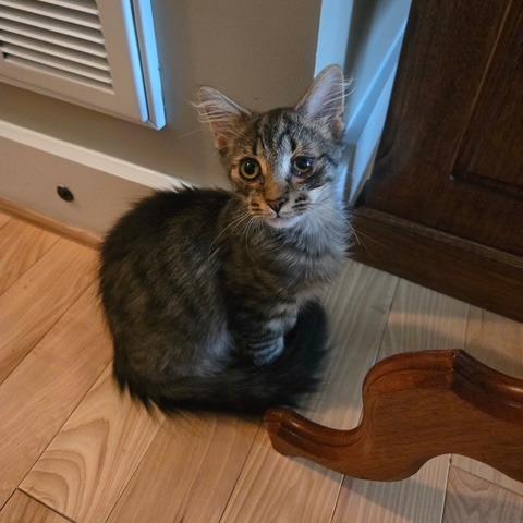 Butters, a Adoptable Domestic Medium Hair in Richmond, VA image 4/4