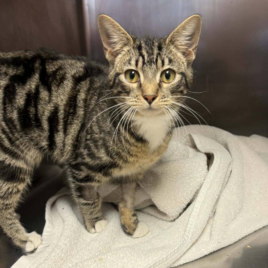 Princess, Adoptable, Young Female Domestic Short Hair.