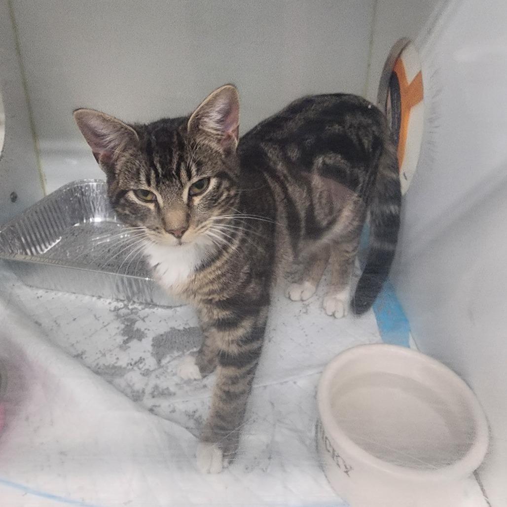 Princess, Adoptable, Young Female Domestic Short Hair.