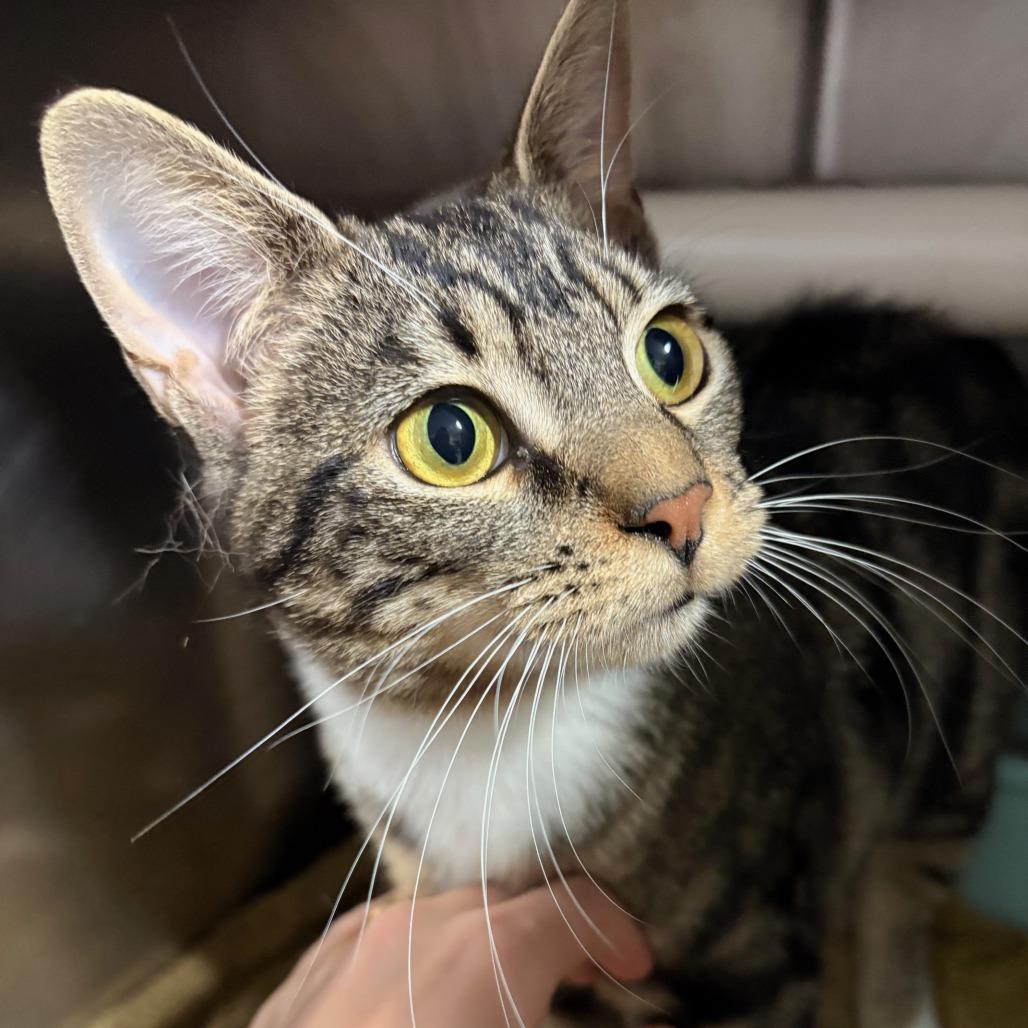 Enlarge Princess, a Adoptable Domestic Short Hair in Hamilton, GA image 4/5