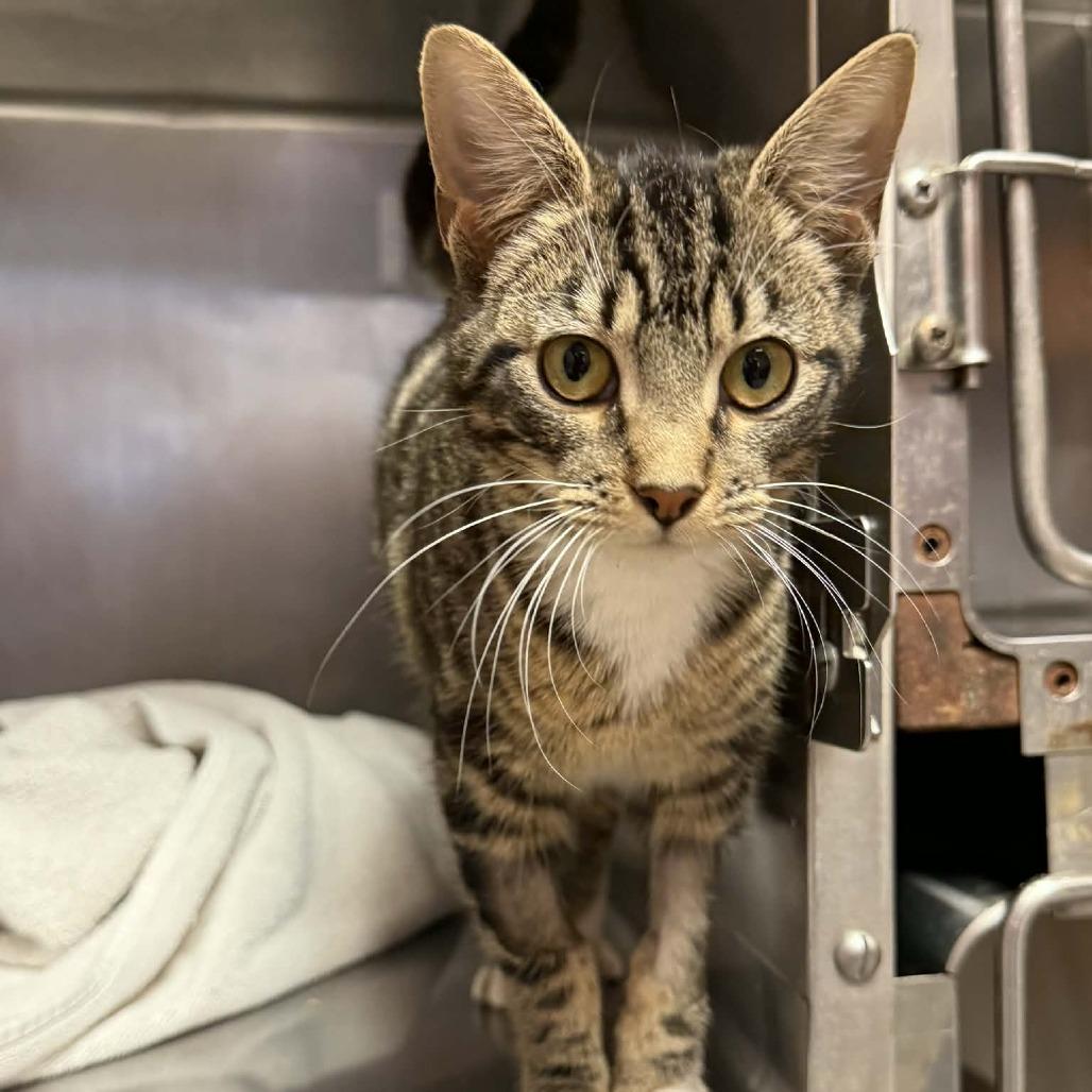 Enlarge Princess, a Adoptable Domestic Short Hair in Hamilton, GA image 4/4