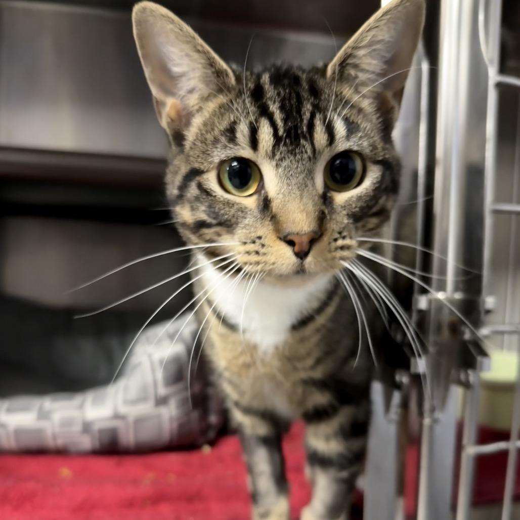 Enlarge Princess 8265, a Adoptable Domestic Short Hair in Hamilton, GA image 5/6