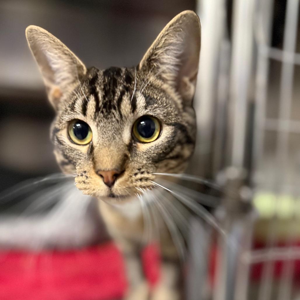 Enlarge Princess 8265, a Adoptable Domestic Short Hair in Hamilton, GA image 6/6