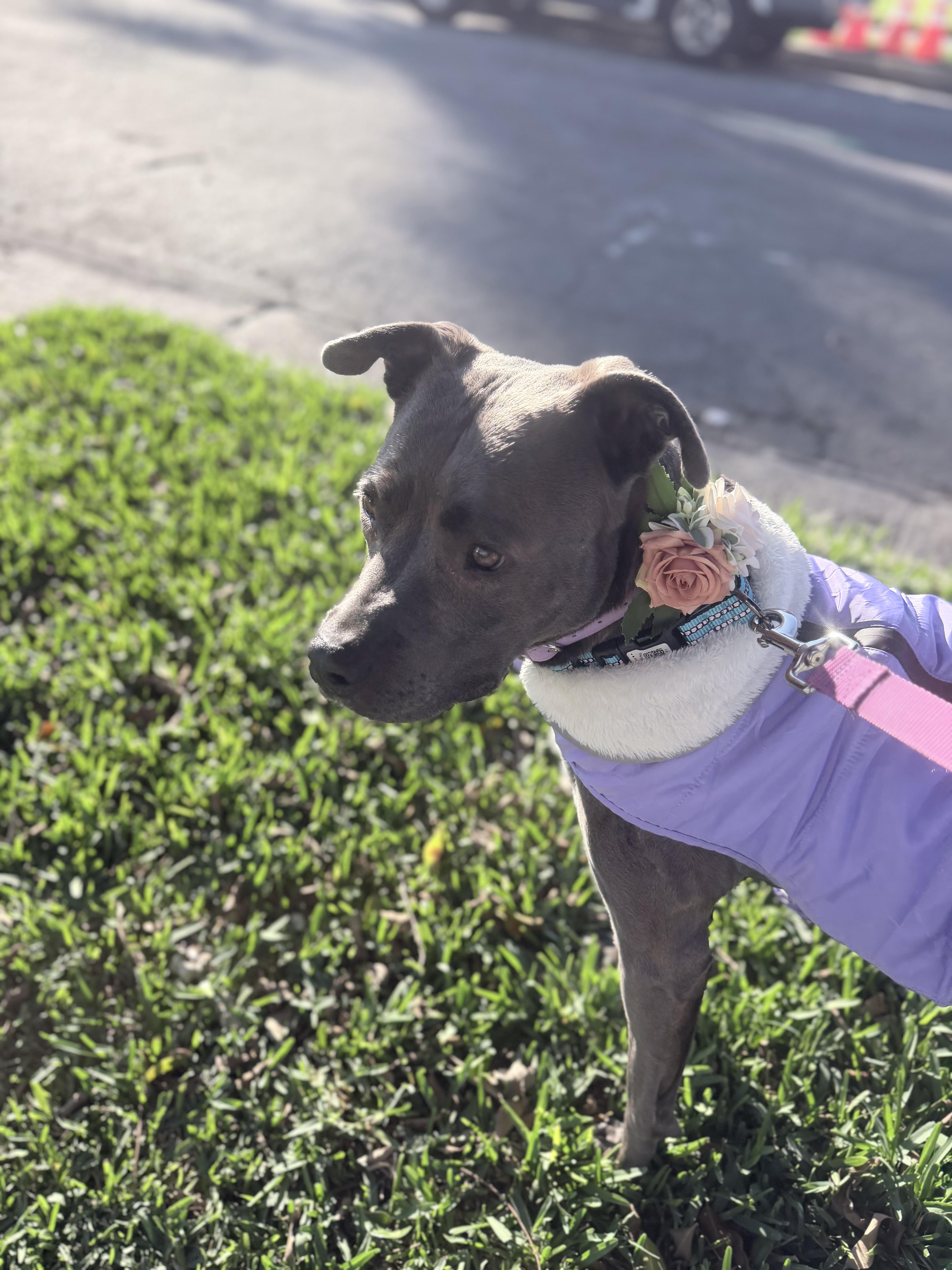 Enlarge Lola, a Adoptable Pit Bull Terrier in Olympia, WA image 5/6