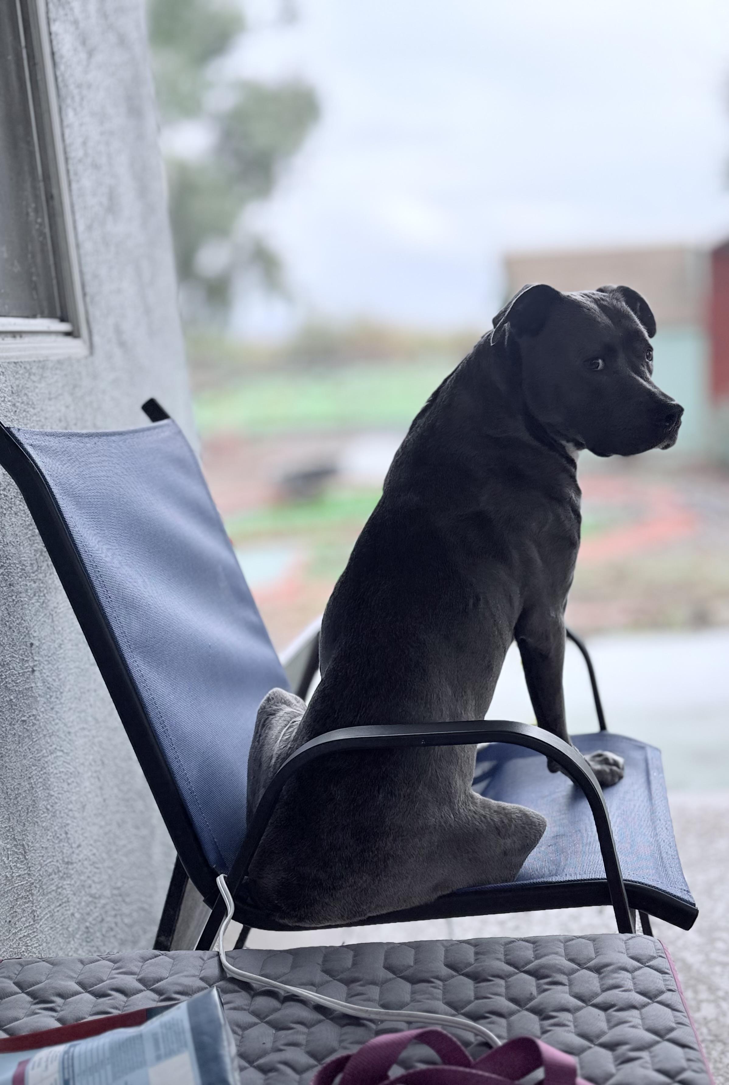 Enlarge Lola, a Adoptable Pit Bull Terrier in Olympia, WA image 3/6