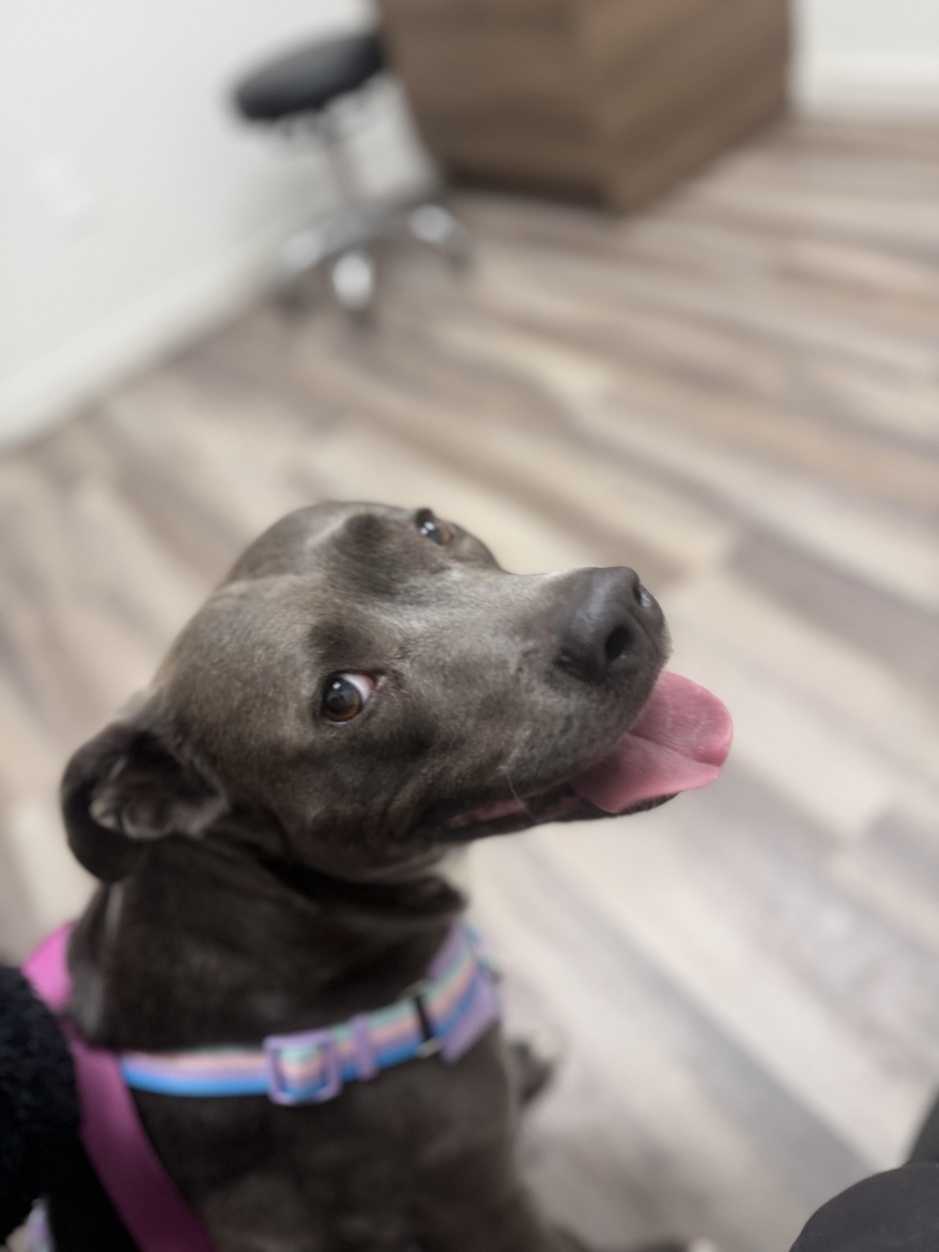 Enlarge Lola, a Adoptable Pit Bull Terrier in Olympia, WA image 2/6