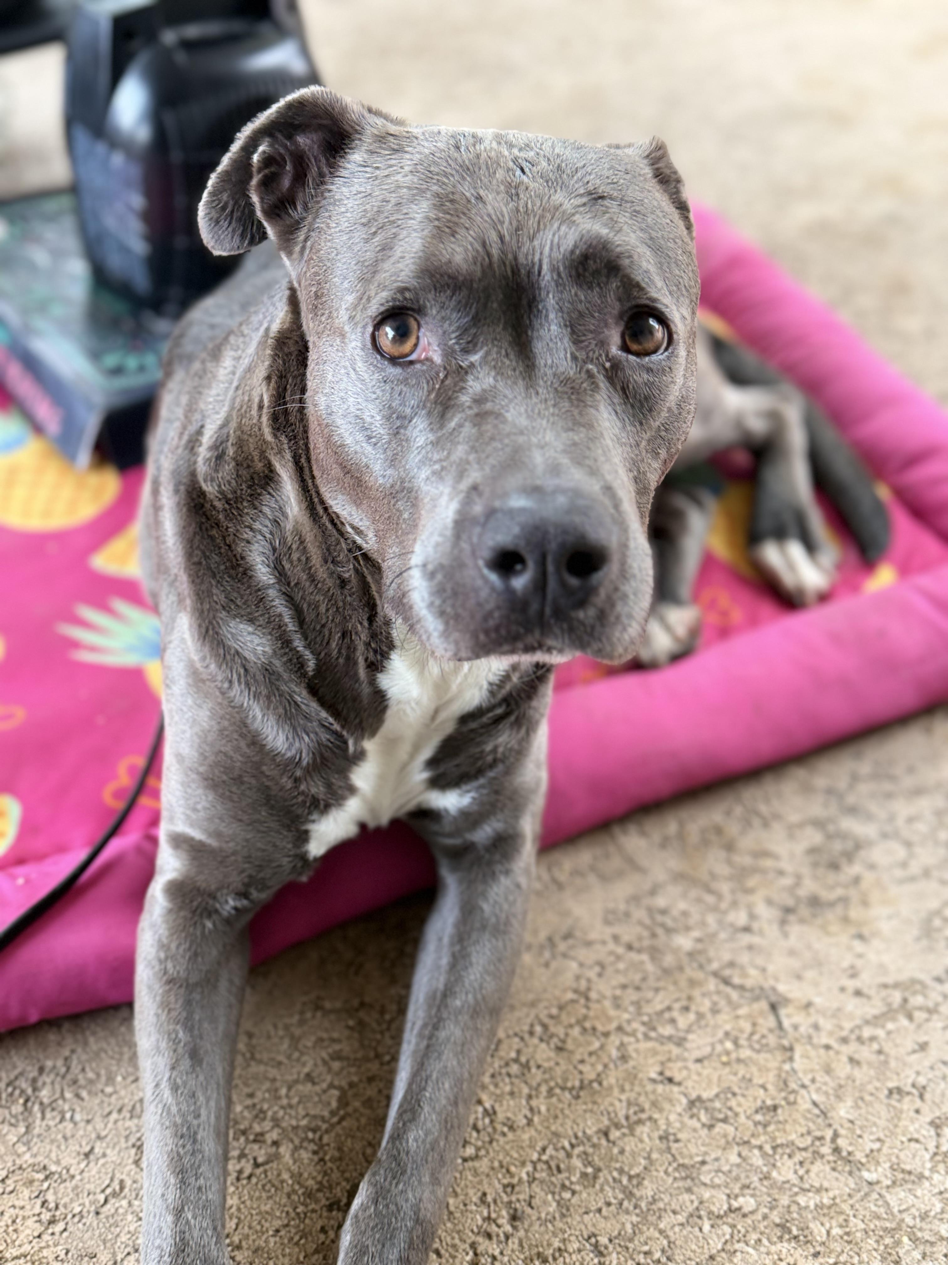 Enlarge Lola, a Adoptable Pit Bull Terrier in Olympia, WA image 4/6