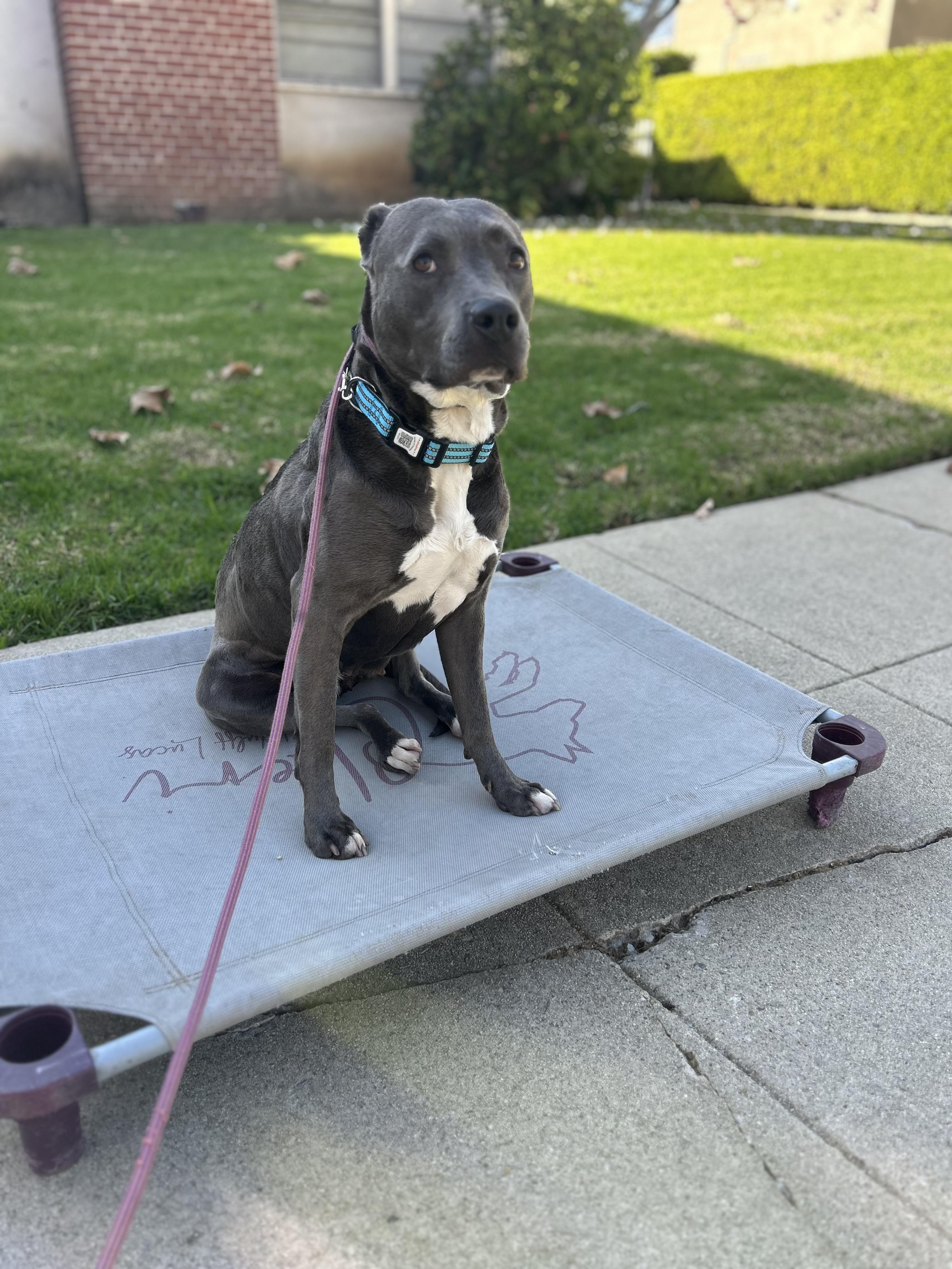 Enlarge Lola, a Adoptable Pit Bull Terrier in Olympia, WA image 1/6