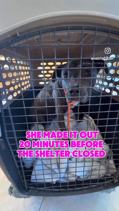 Enlarge Lola, a Adoptable Pit Bull Terrier in Olympia, WA video 6/6