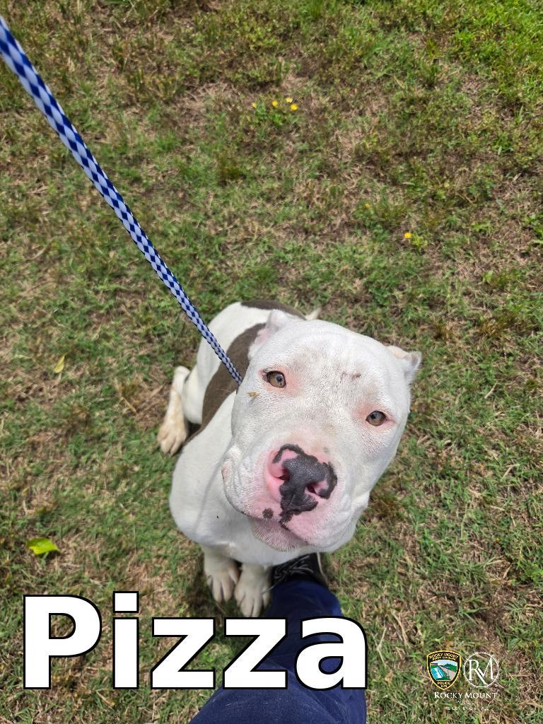 Pizza, Adoptable, Young Male Pit Bull Terrier.