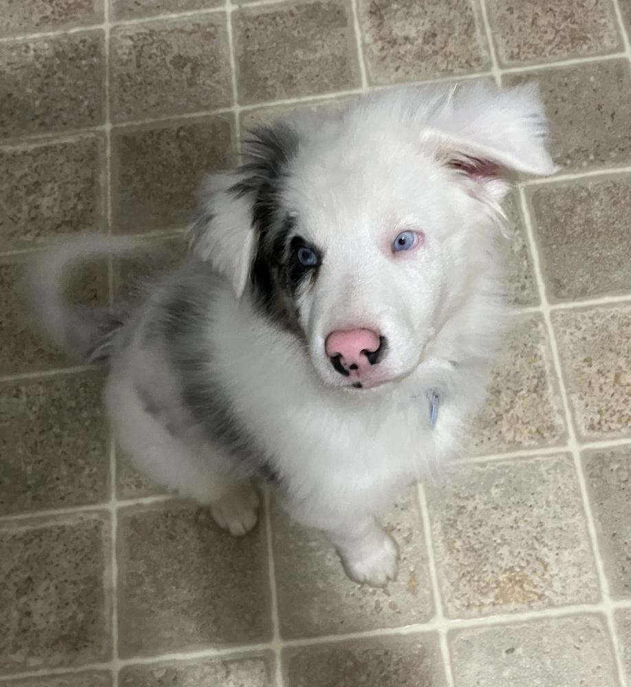 Enlarge Bing, a Adoptable Australian Shepherd in Troy, IL image 1/3