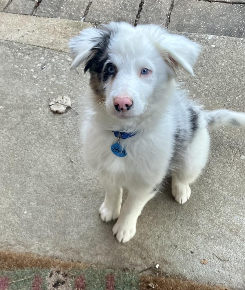 Enlarge Bing, a Adoptable Australian Shepherd in Troy, IL image 2/3