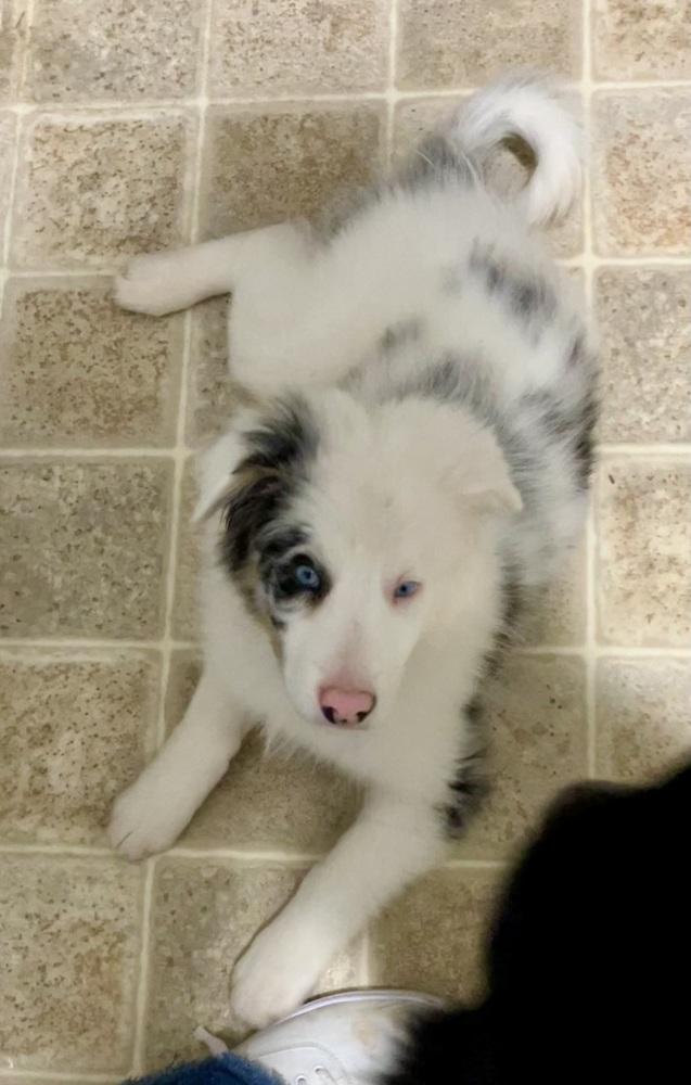 Enlarge Bing, a Adoptable Australian Shepherd in Troy, IL image 3/3