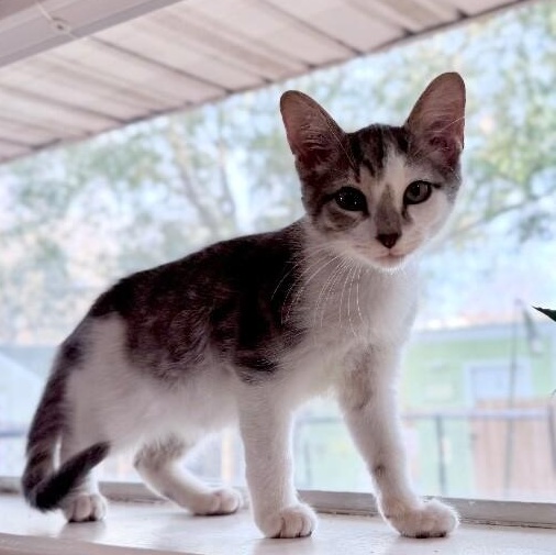 Moe Baby — thumbnail 3