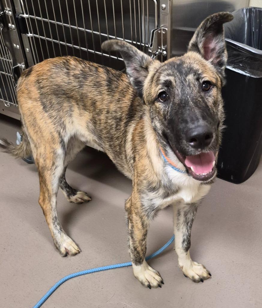Chance, Adoptable, Puppy Male Staffordshire Bull Terrier & Husky.