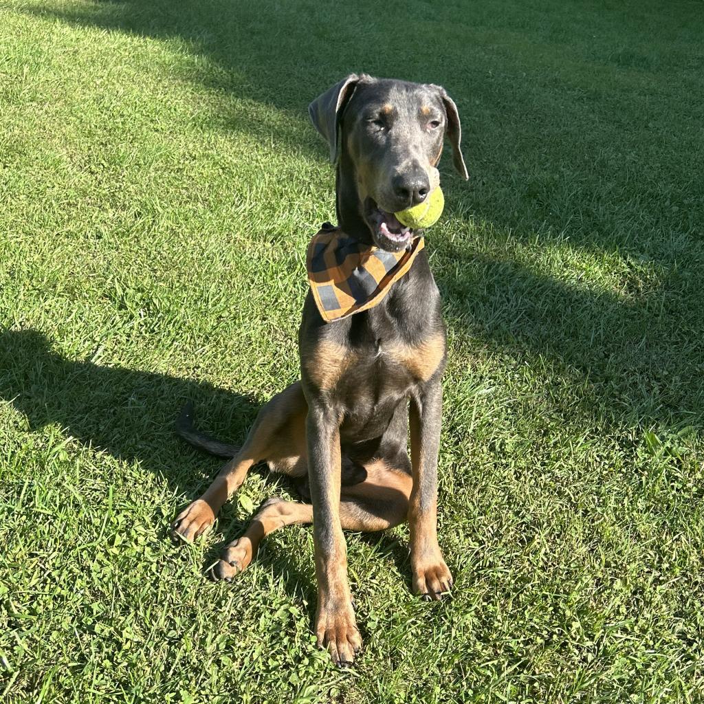 Enlarge L-27-23 Meeko, a Adoptable Doberman Pinscher in Watertown, NY image 1/6