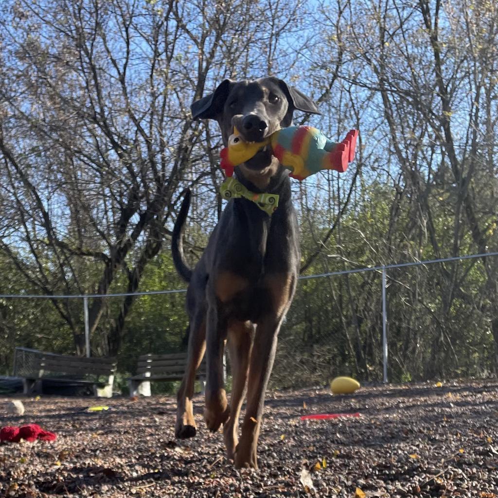 Enlarge L-27-23 Meeko, a Adoptable Doberman Pinscher in Watertown, NY image 2/6