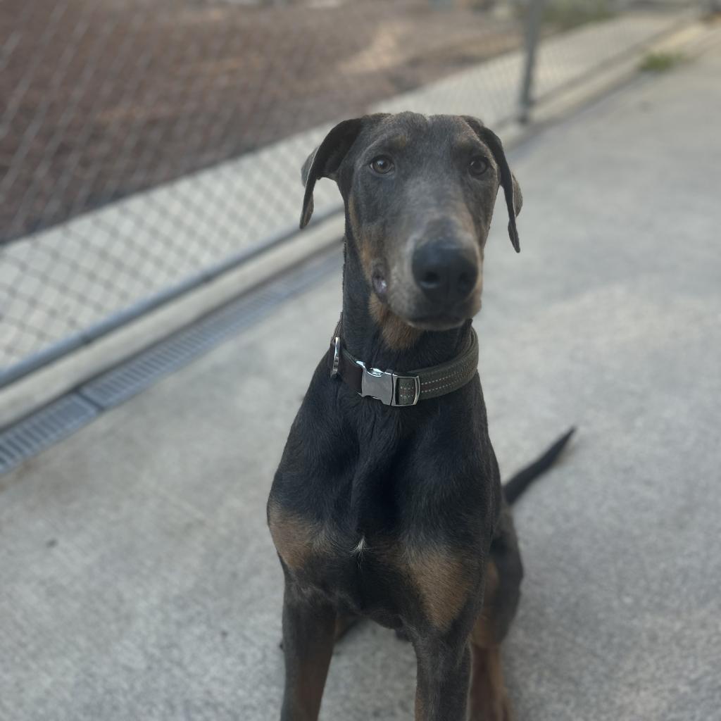 Enlarge L-27-23 Meeko, a Adoptable Doberman Pinscher in Watertown, NY image 3/6