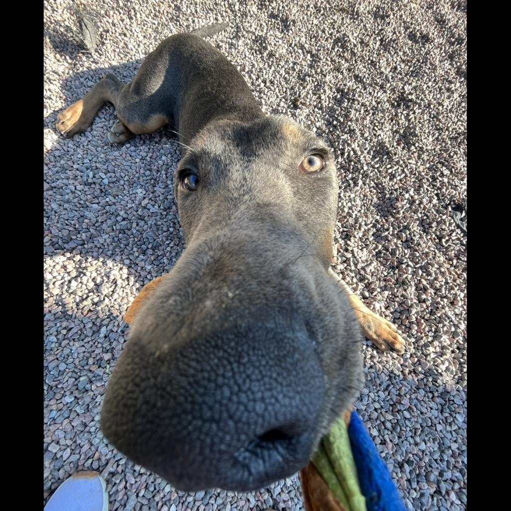 Enlarge L-27-23 Meeko, a Adoptable Doberman Pinscher in Watertown, NY image 4/6