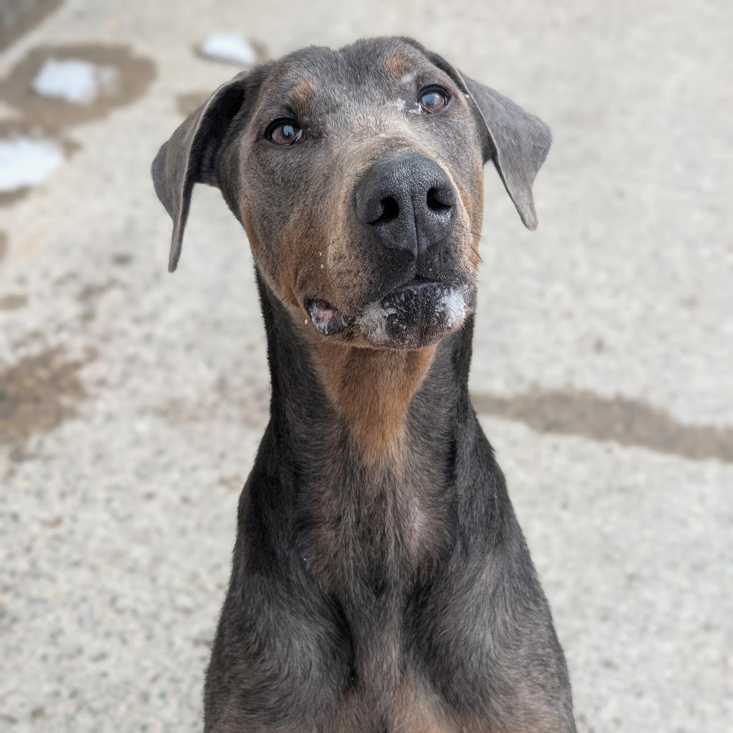 Enlarge L-27-23 Meeko, a Adoptable Doberman Pinscher in Watertown, NY image 5/6