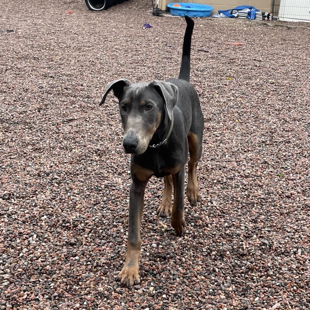 Enlarge L-27-23 Meeko, a Adoptable Doberman Pinscher in Watertown, NY image 6/6