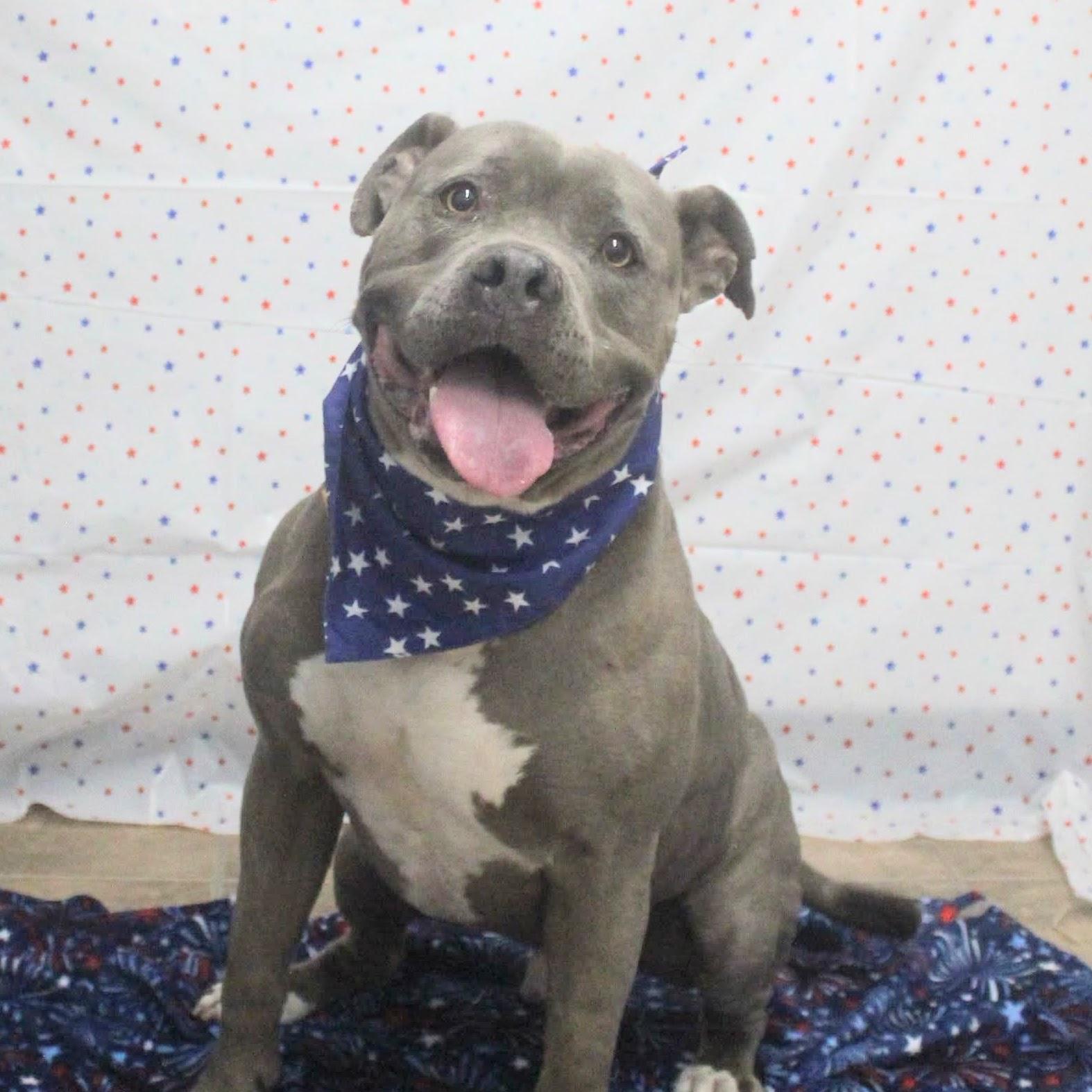 Enlarge Handsome, an adoptable mixed breed in Syracuse, NY image 1/3