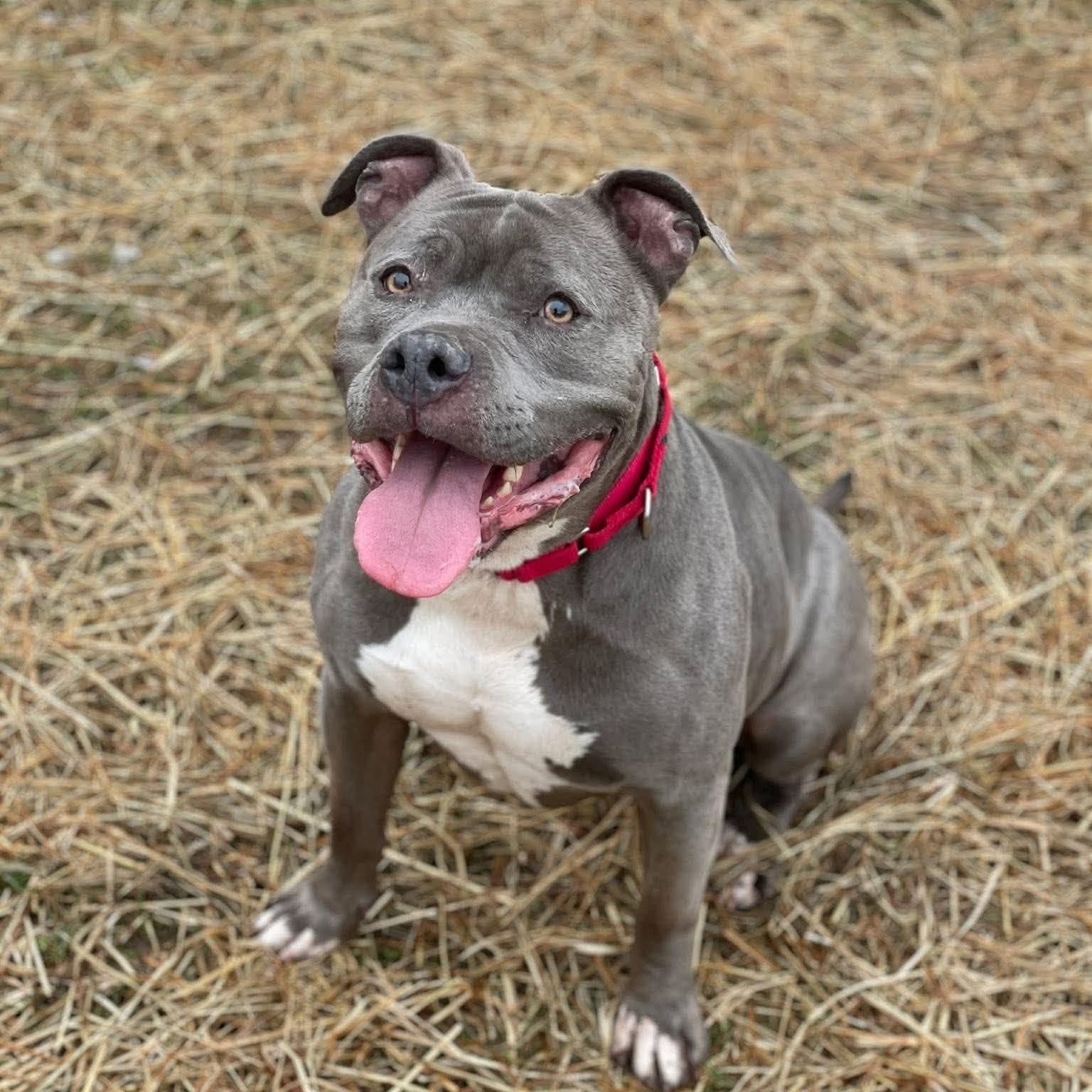 Enlarge Handsome, an adoptable mixed breed in Syracuse, NY image 2/3