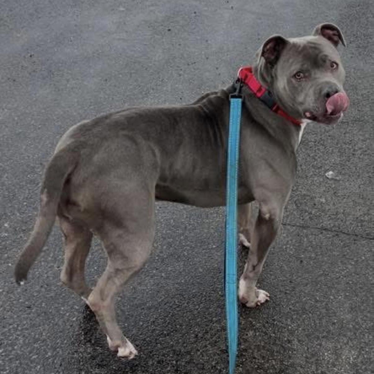 Enlarge Handsome, an adoptable mixed breed in Syracuse, NY image 3/3