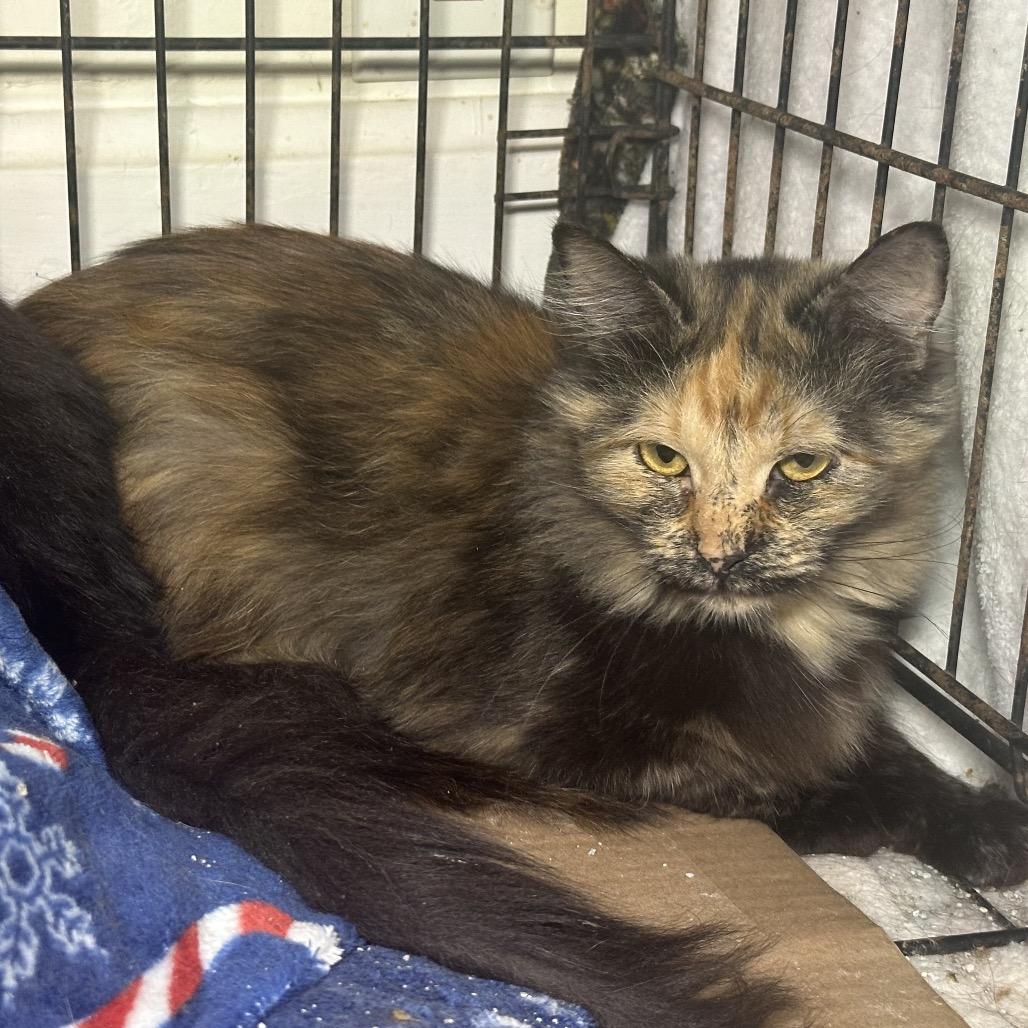 Enlarge Paper Mache / 1, a Adoptable Domestic Medium Hair in Pittsburg, KS image 1/1