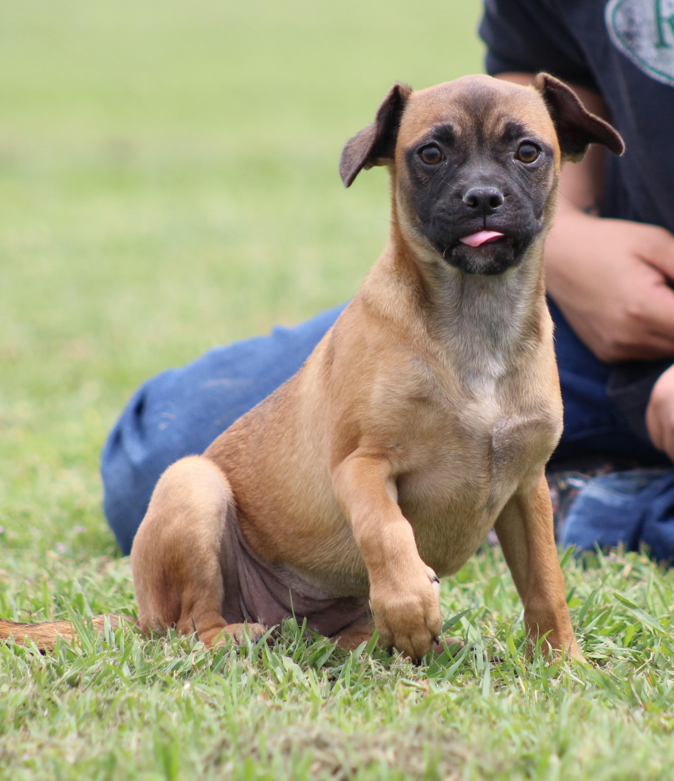 Enlarge Cinnamon, an adopted mixed breed in Temple, TX image 2/5