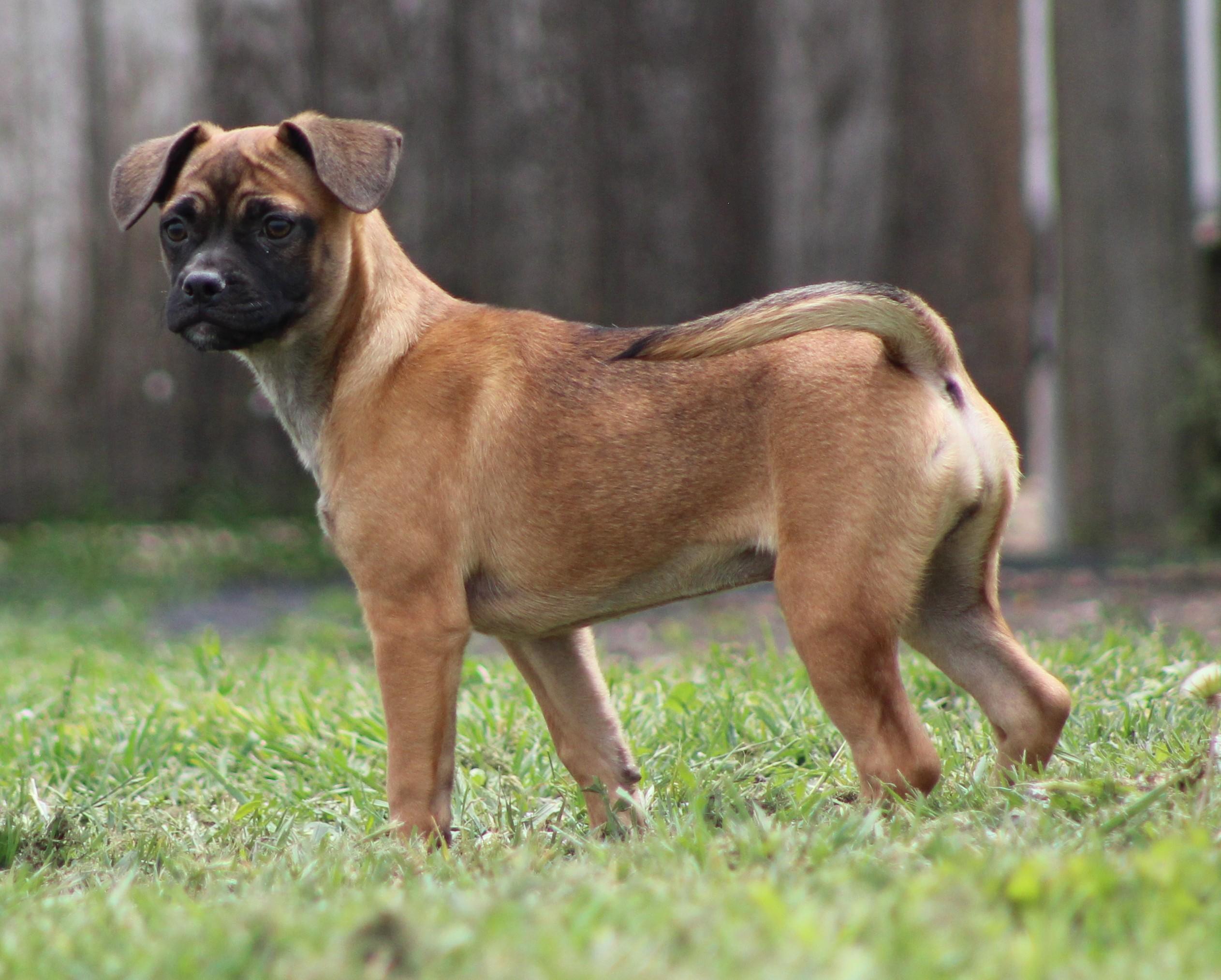 Enlarge Cinnamon, an adopted mixed breed in Temple, TX image 4/5
