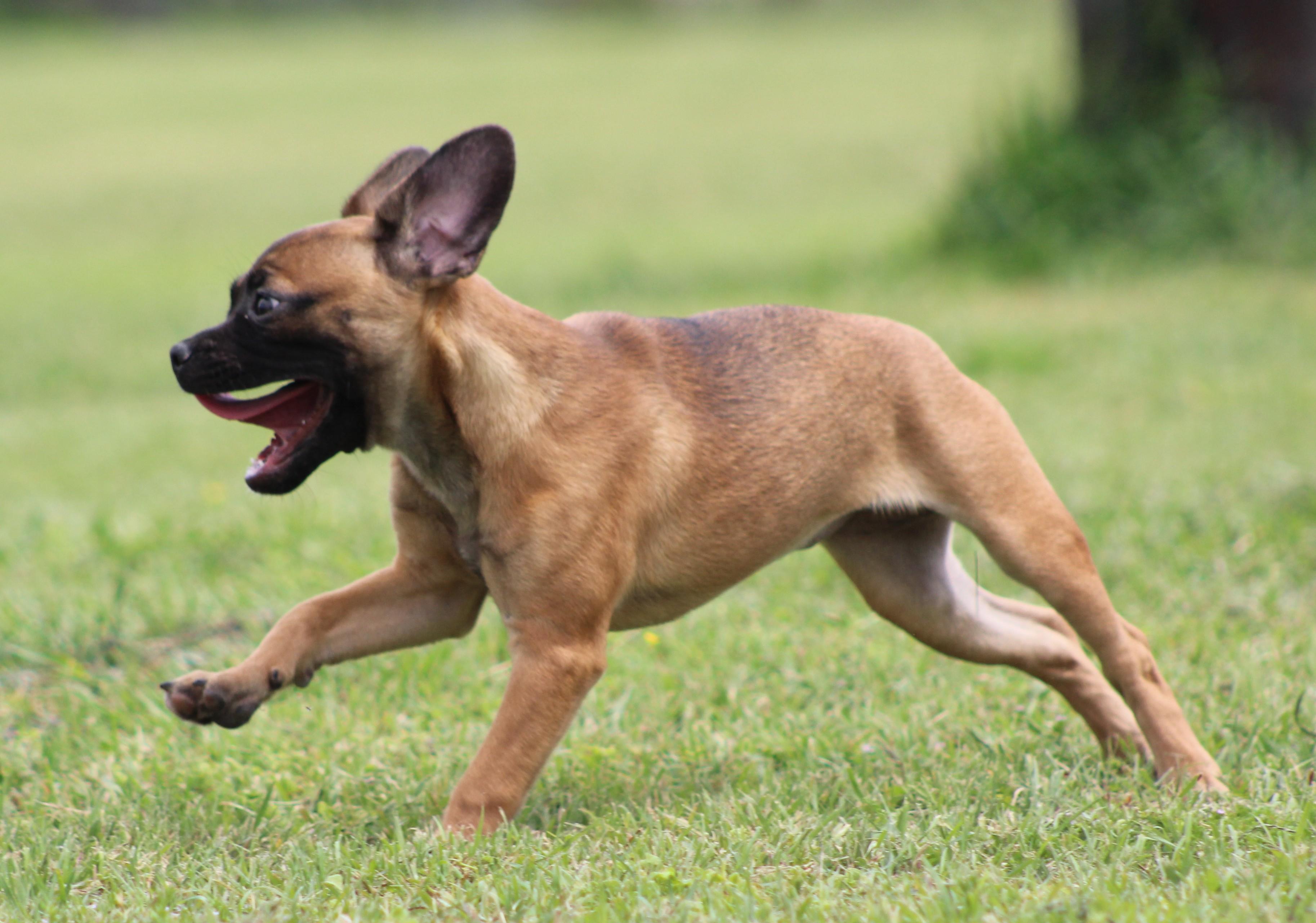 Enlarge Cinnamon, an adopted mixed breed in Temple, TX image 5/5