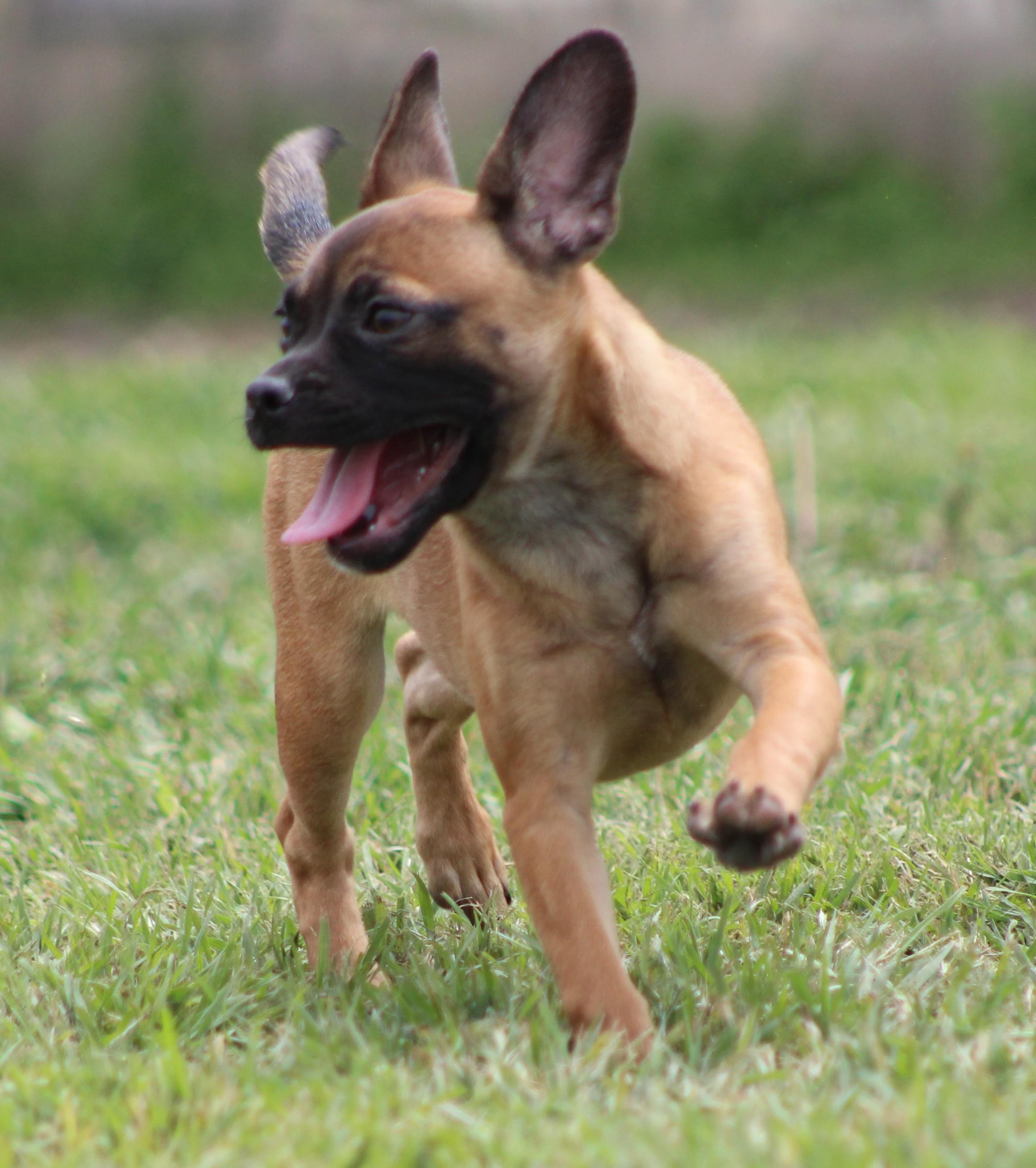 Enlarge Cinnamon, an adopted mixed breed in Temple, TX image 3/5