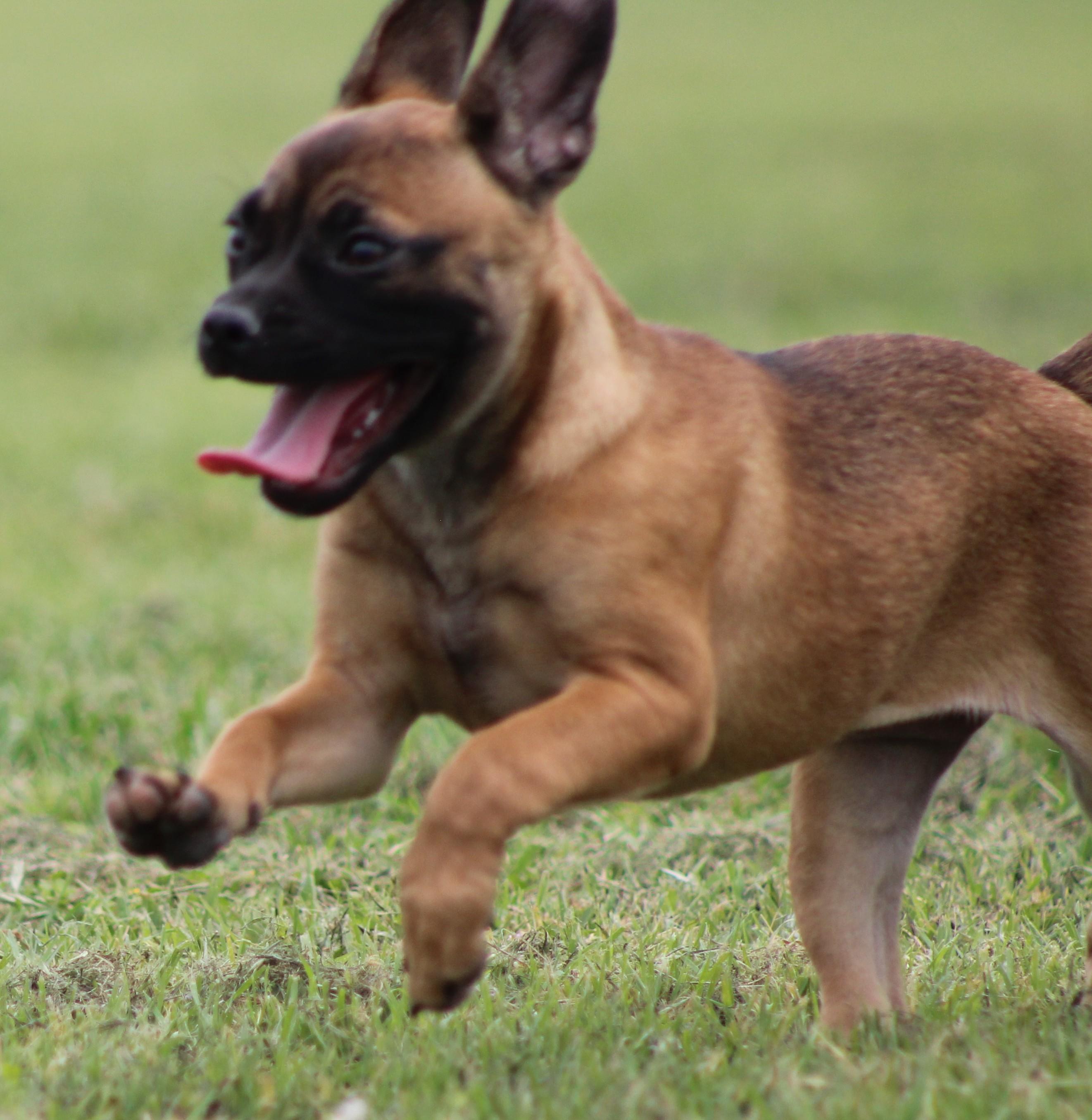 Cinnamon, adopted, Puppy Female French Bulldog & Chihuahua.