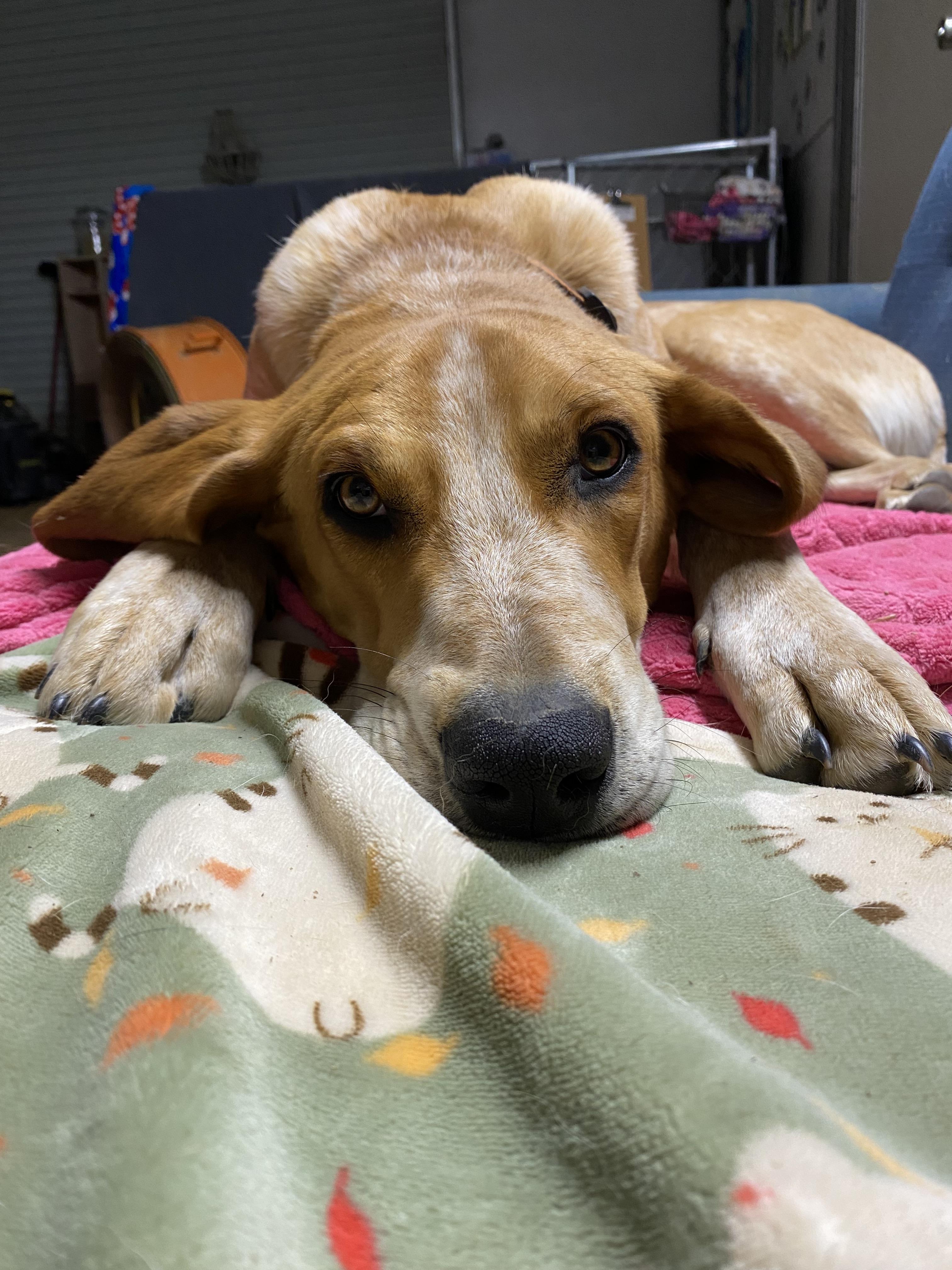 Billy Bob, Adoptable, Young Male English Coonhound.
