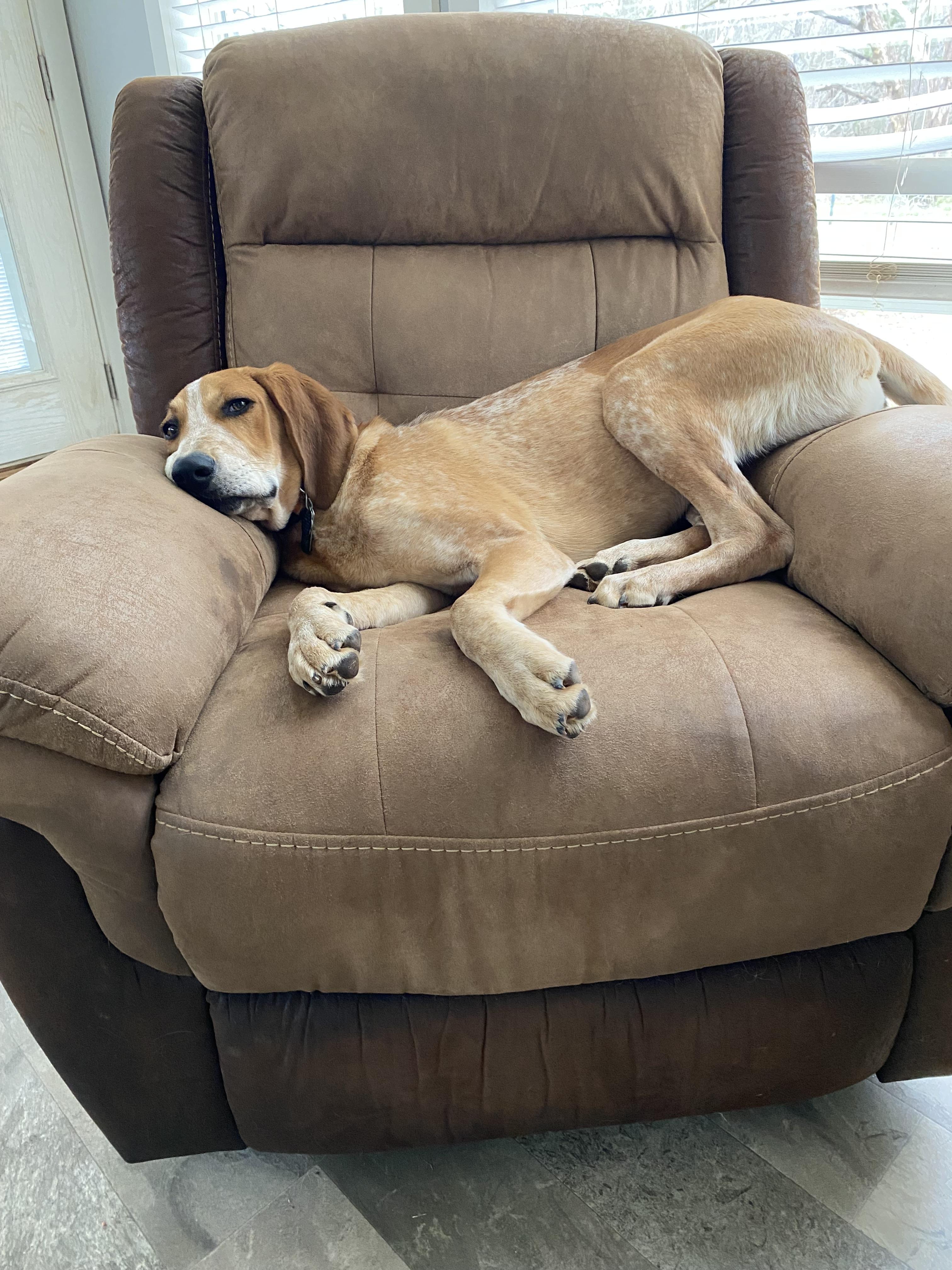 Billy Bob, a Adoptable English Coonhound in TULSA, OK image 2/5