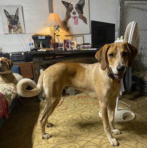 Billy Bob, a Adoptable English Coonhound in TULSA, OK image 3/5