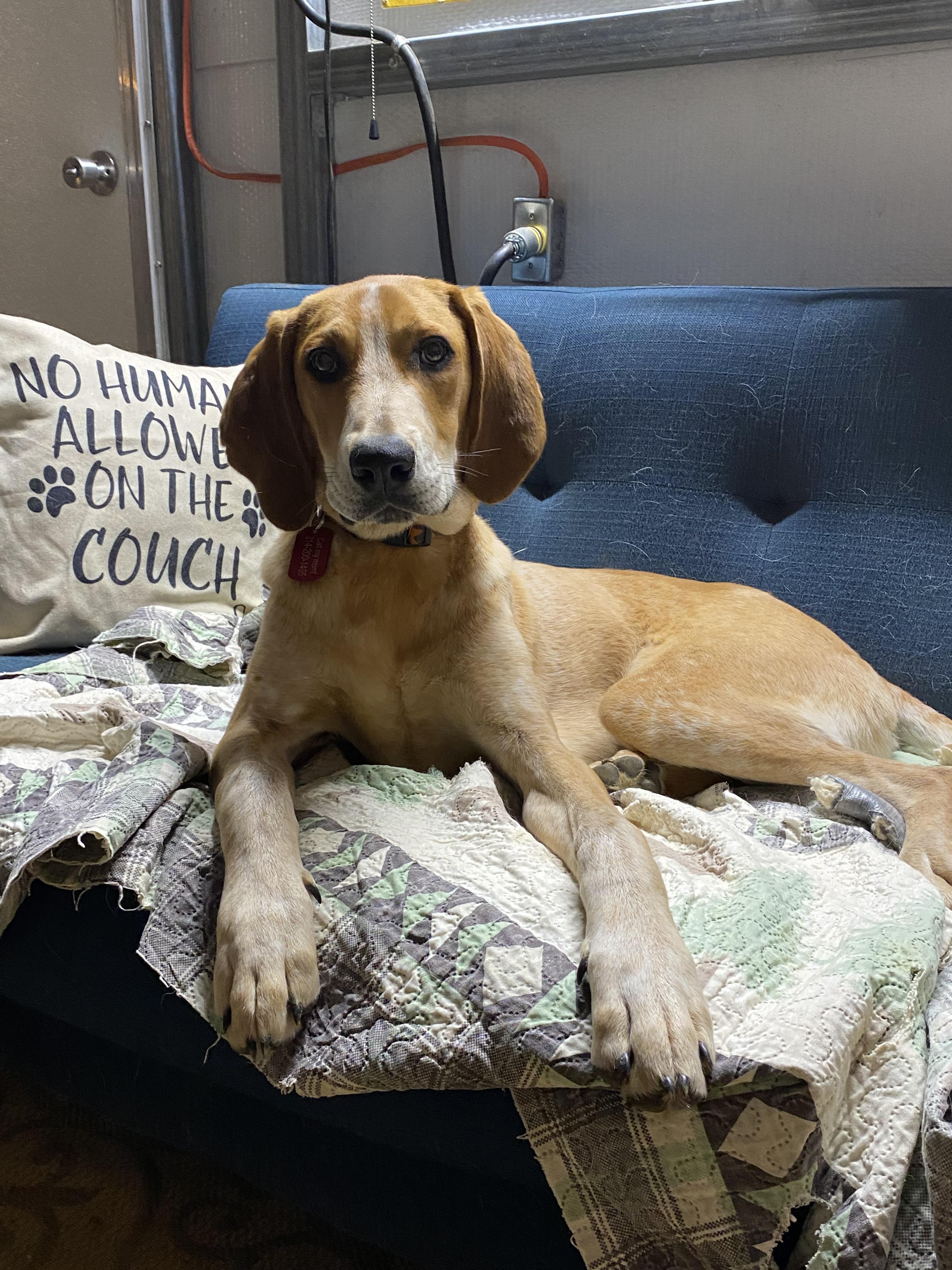 Billy Bob, a Adoptable English Coonhound in TULSA, OK image 4/5