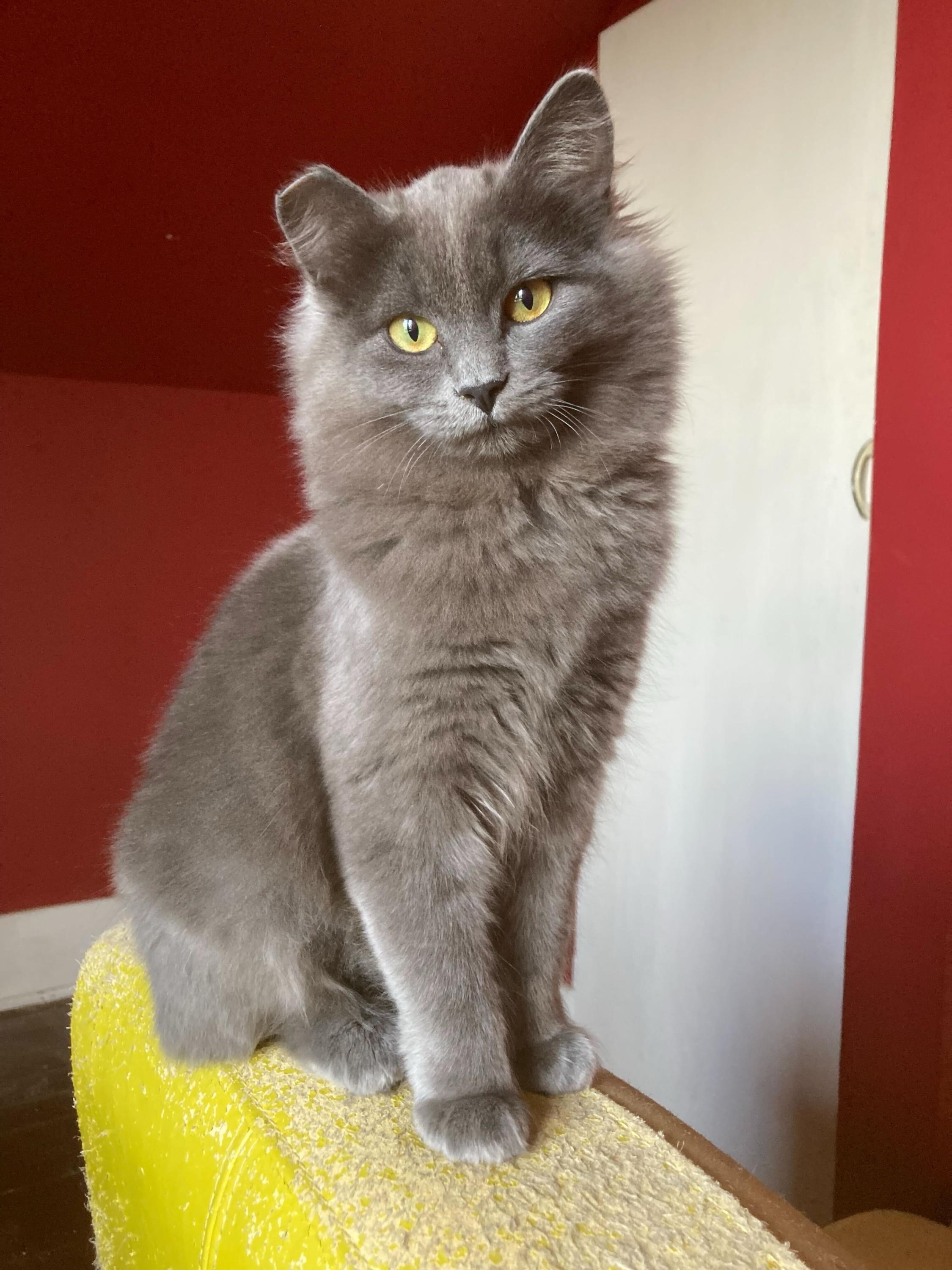 Enlarge Tribble and Trouble, a hold Domestic Medium Hair in Seattle, WA image 2/5