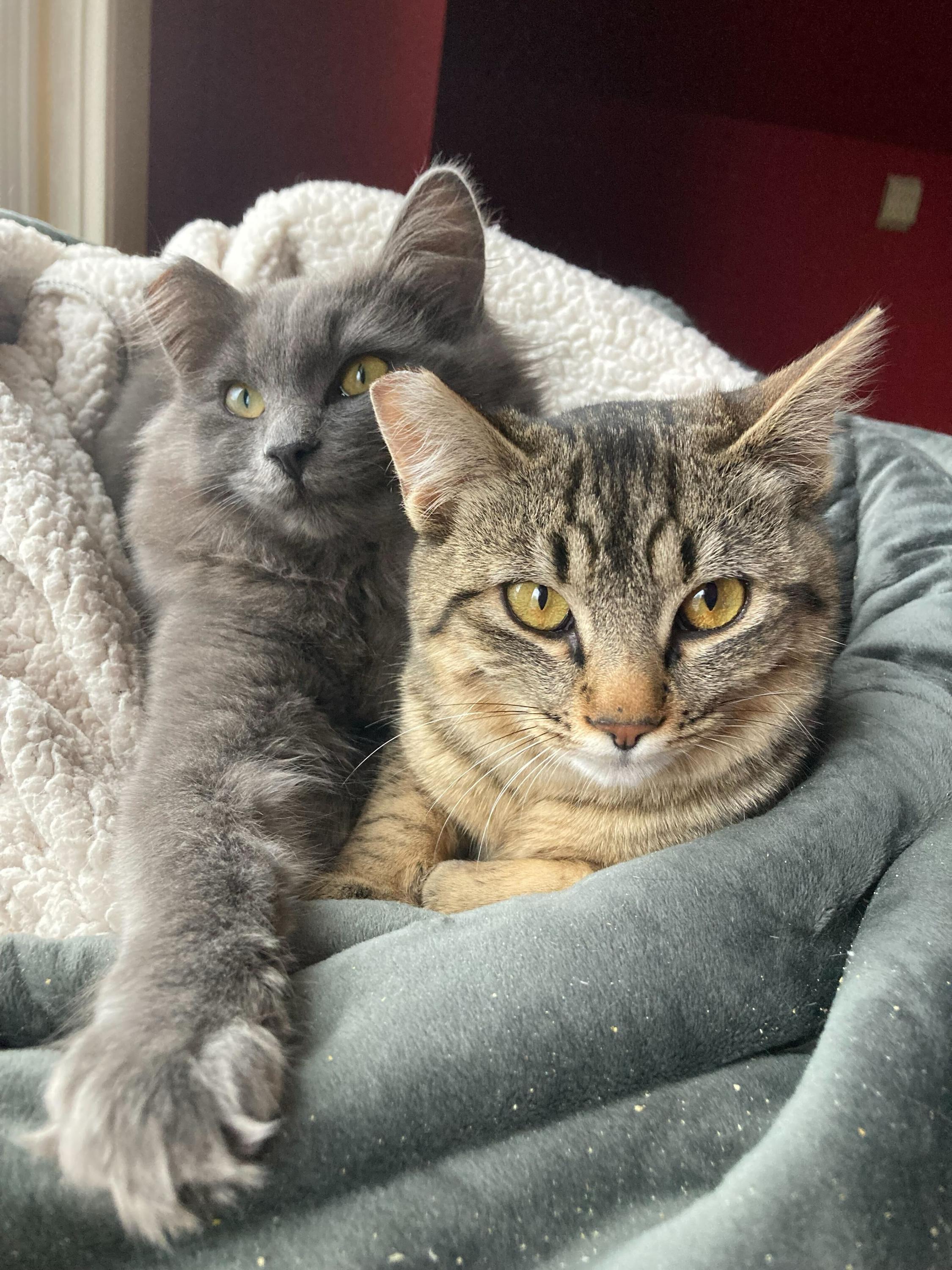 Enlarge Tribble and Trouble, a hold Domestic Medium Hair in Seattle, WA image 1/5