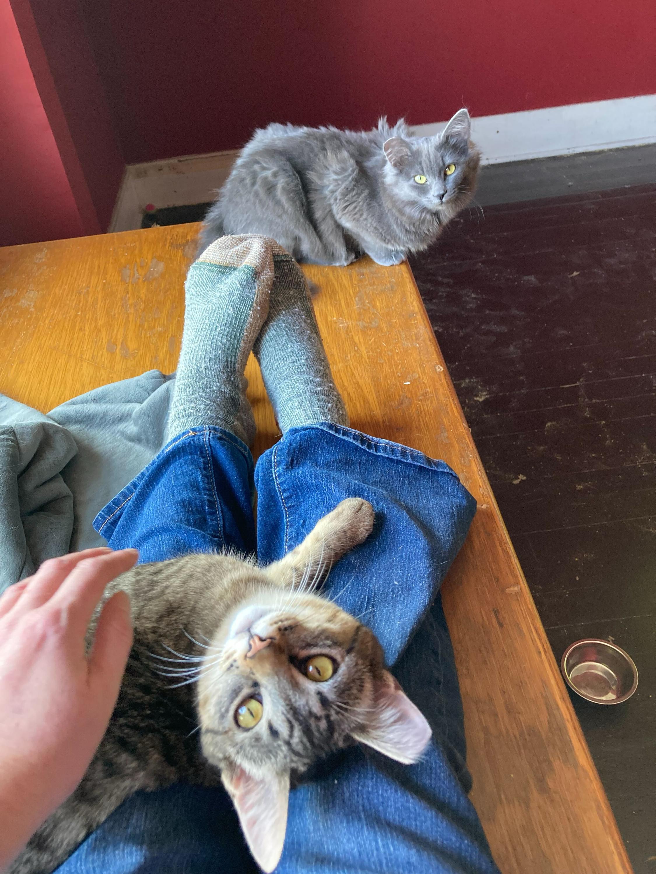 Enlarge Tribble and Trouble, a hold Domestic Medium Hair in Seattle, WA image 4/5