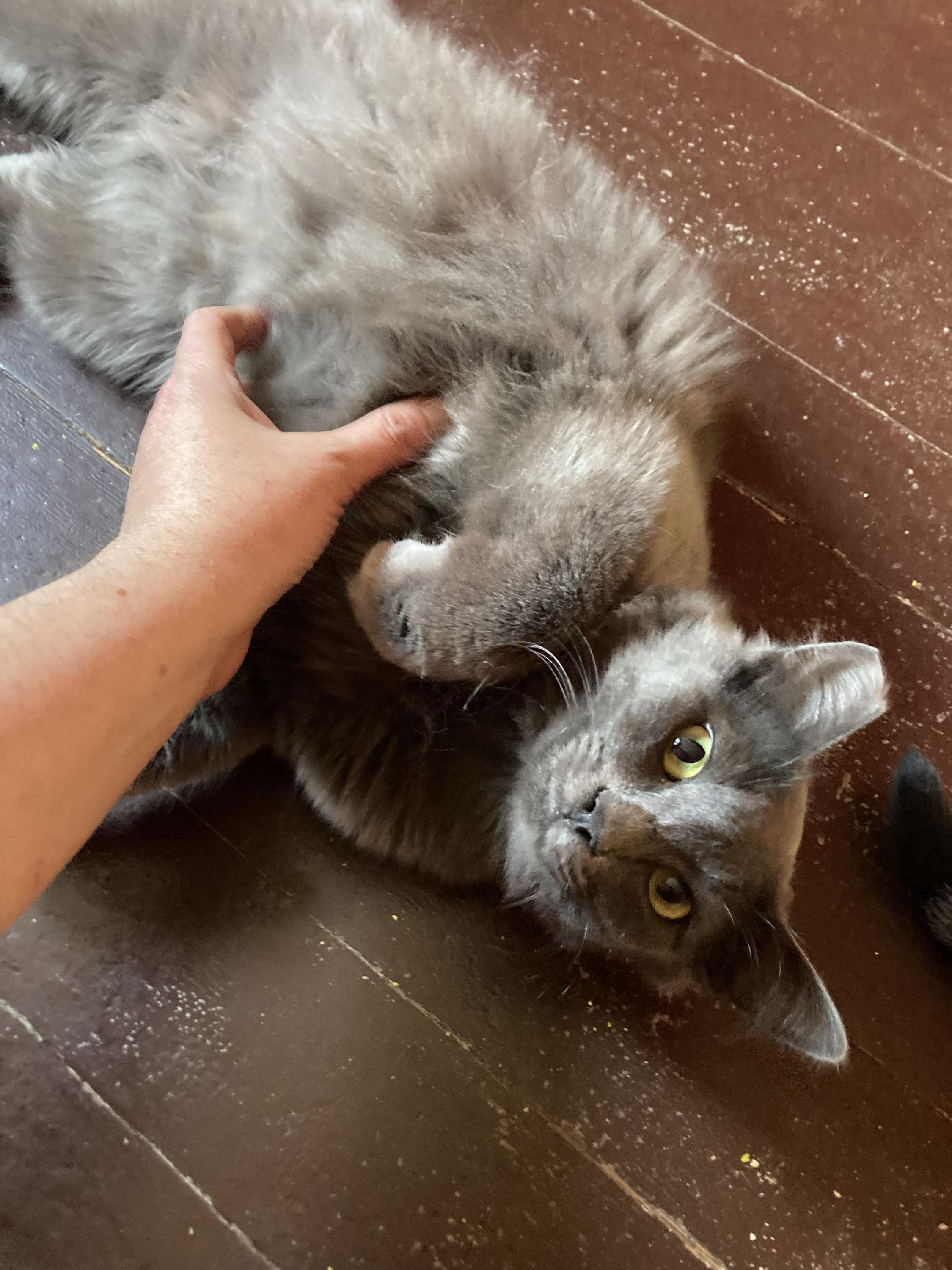 Tribble and Trouble, an adoptable Domestic Medium Hair in Seattle, WA image 3/6