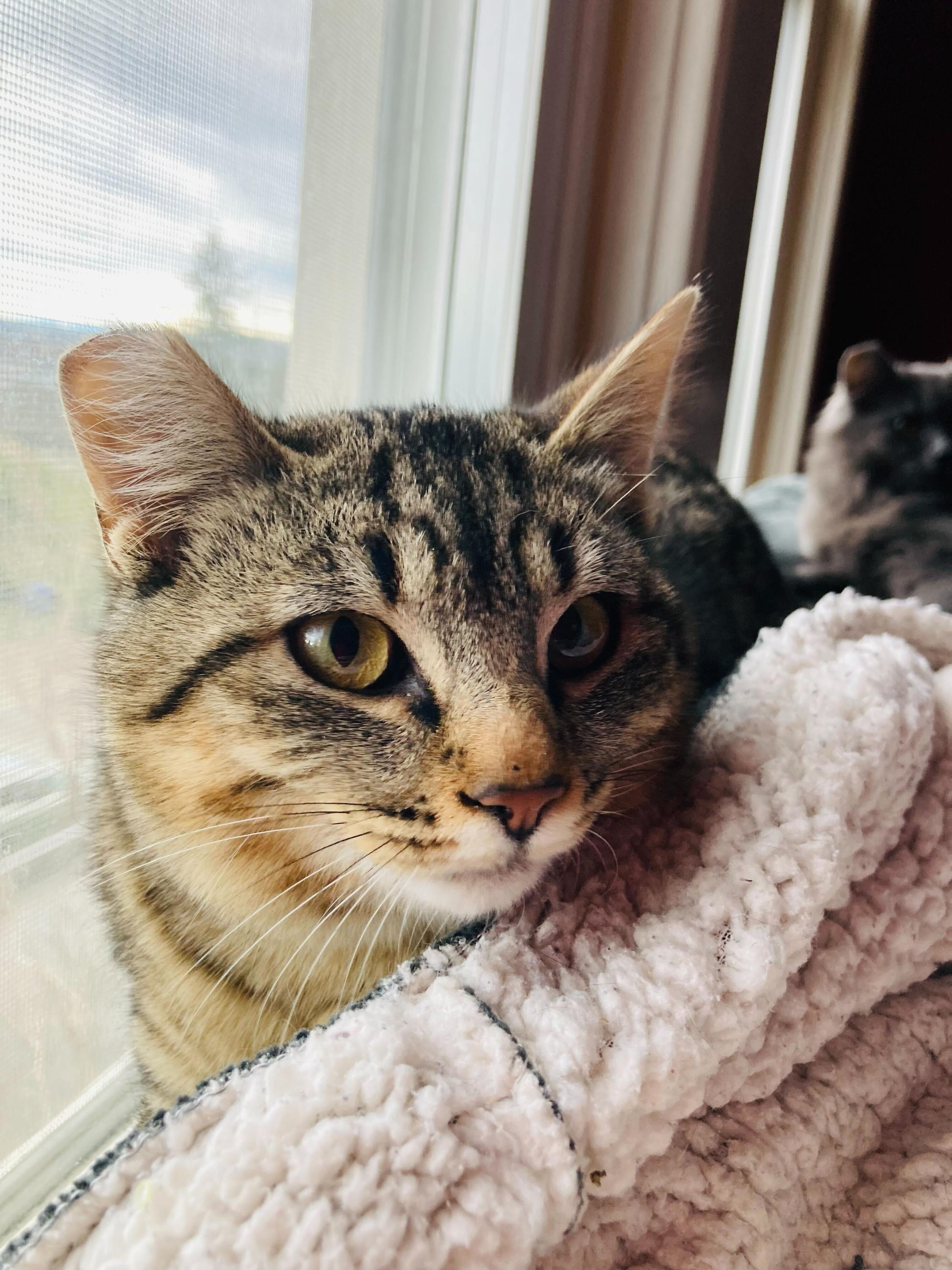 Enlarge Tribble and Trouble, a hold Domestic Medium Hair in Seattle, WA image 3/5